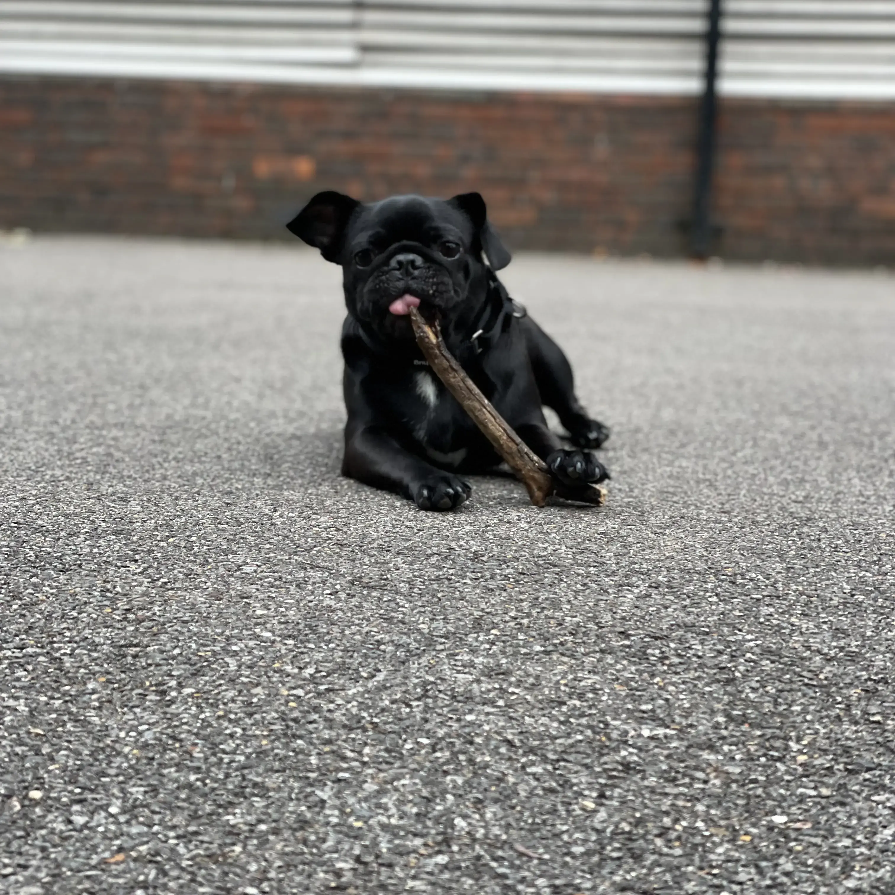 Pug
