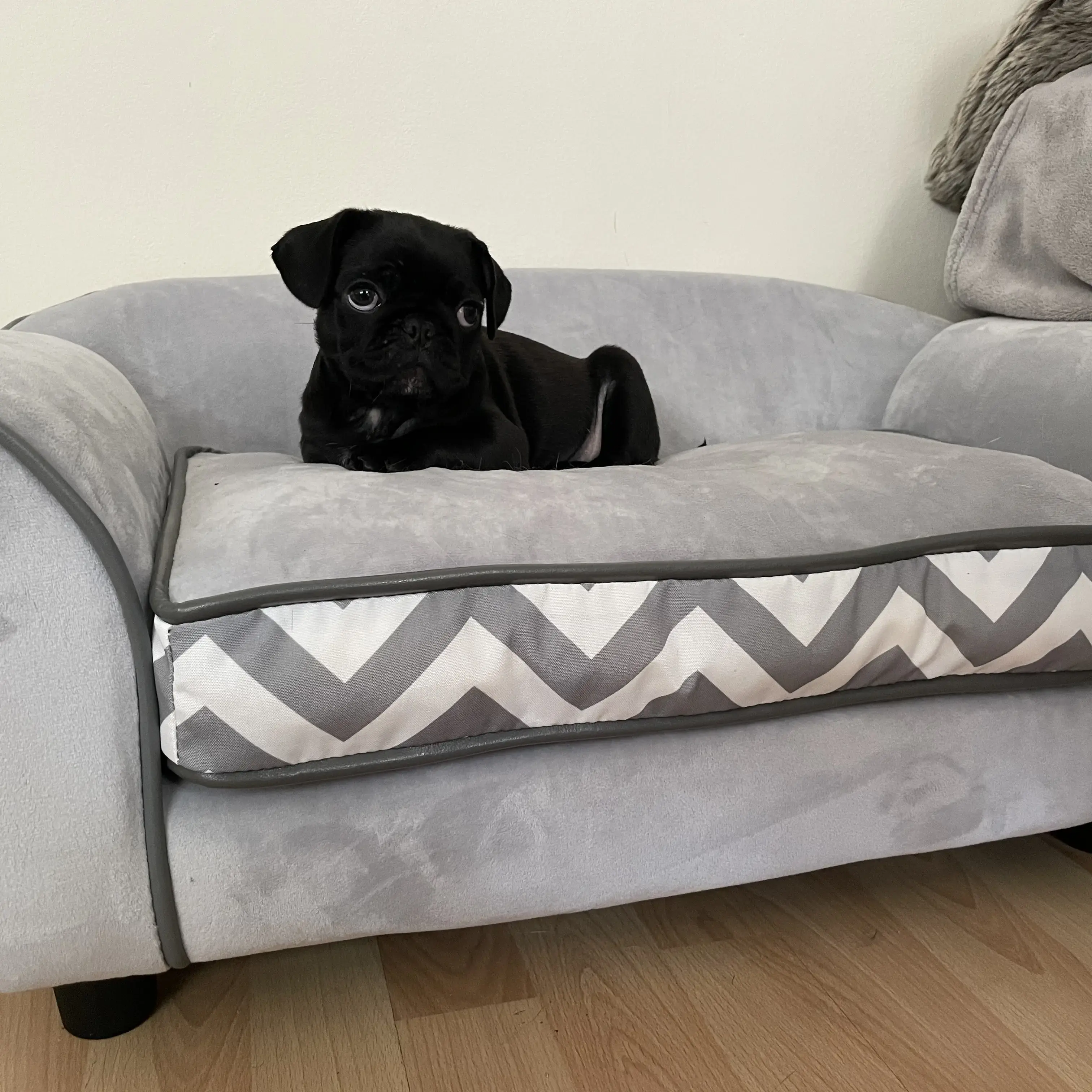 Pug