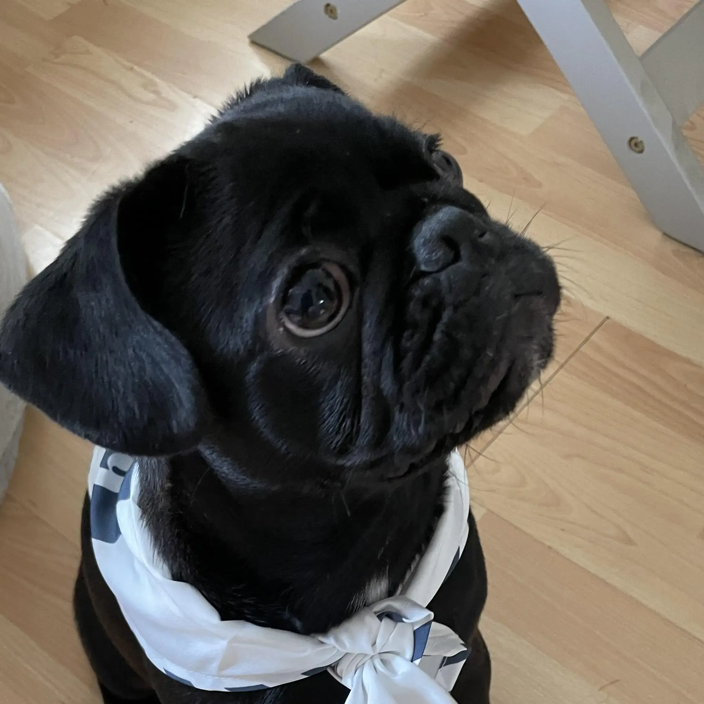 Pug