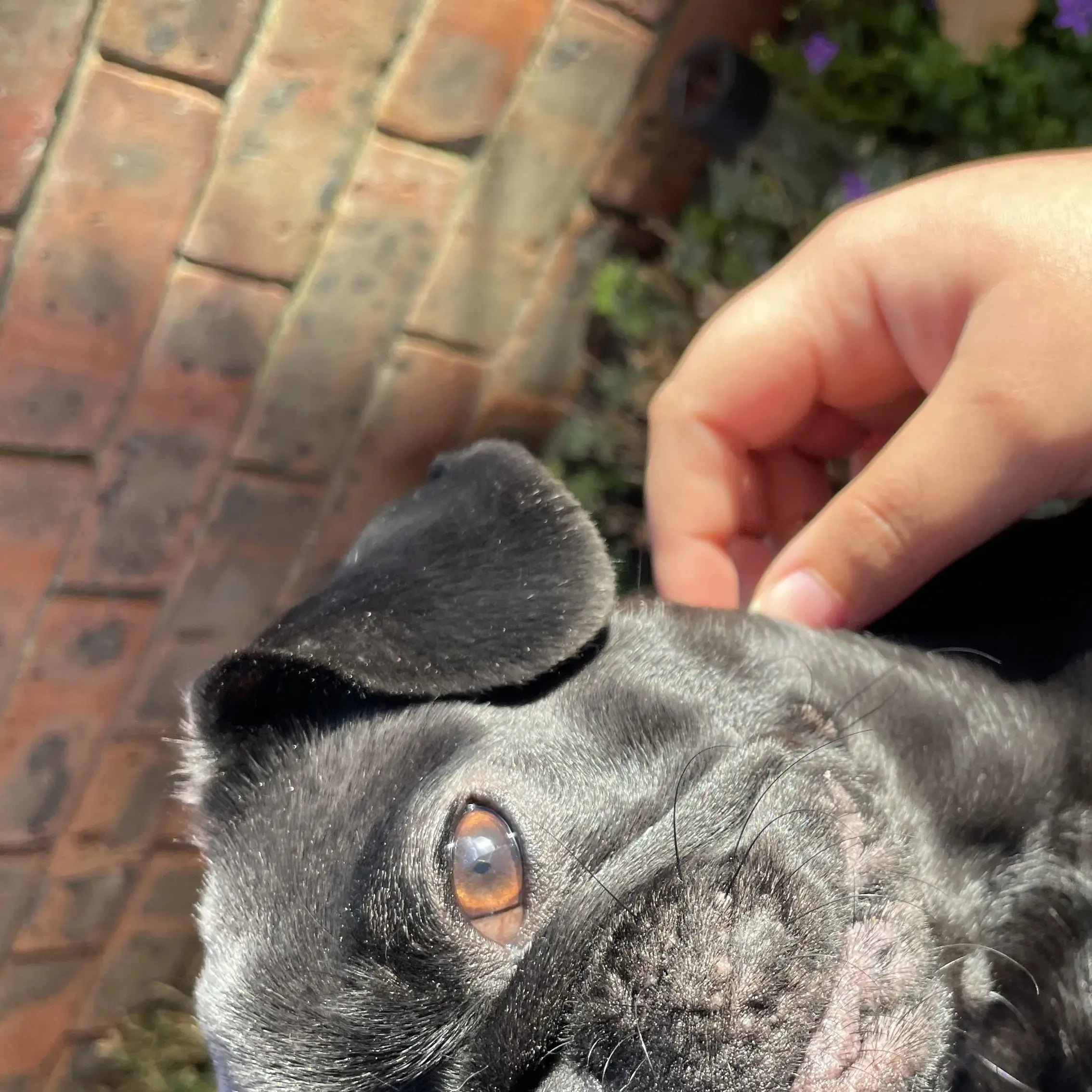 Pug