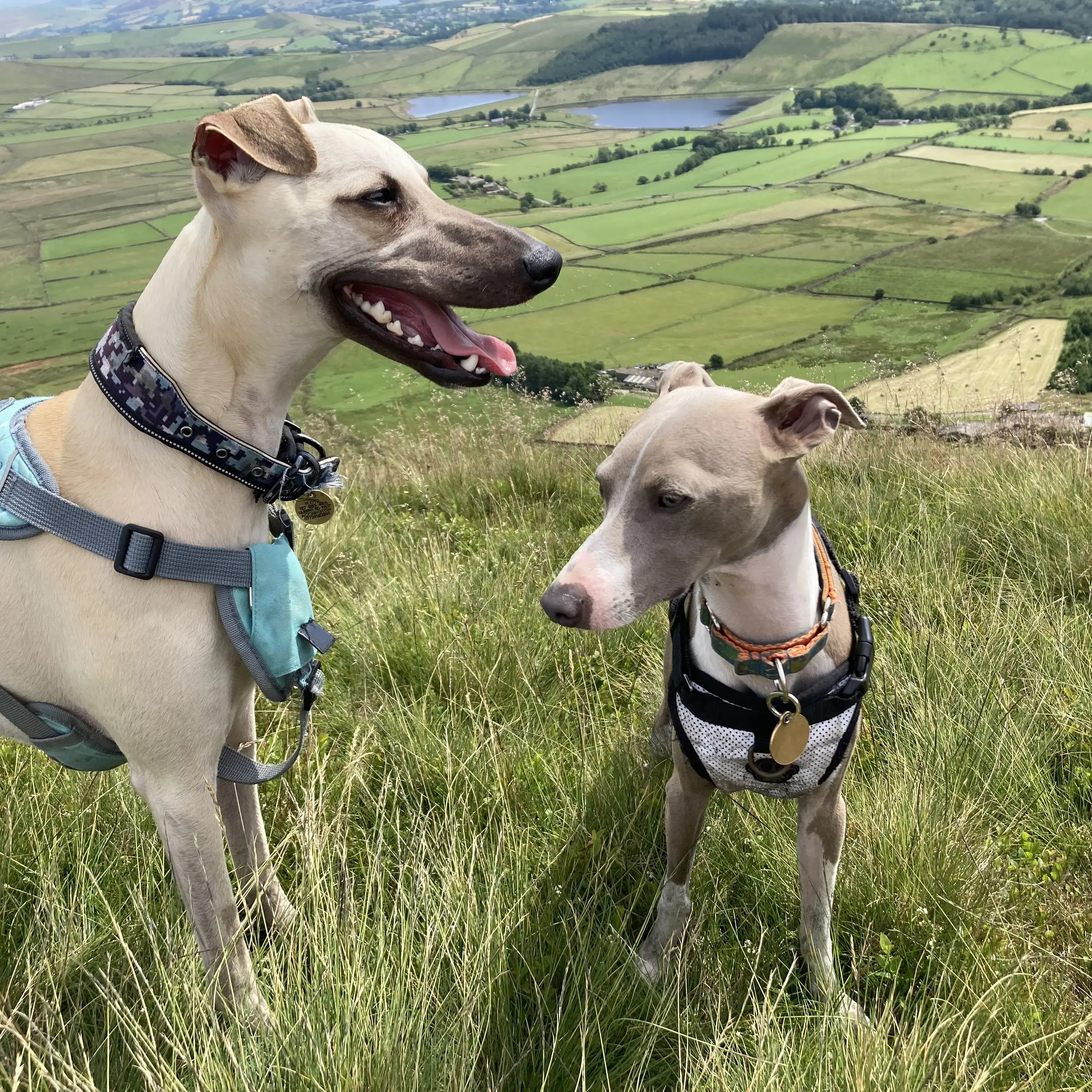 Whippet