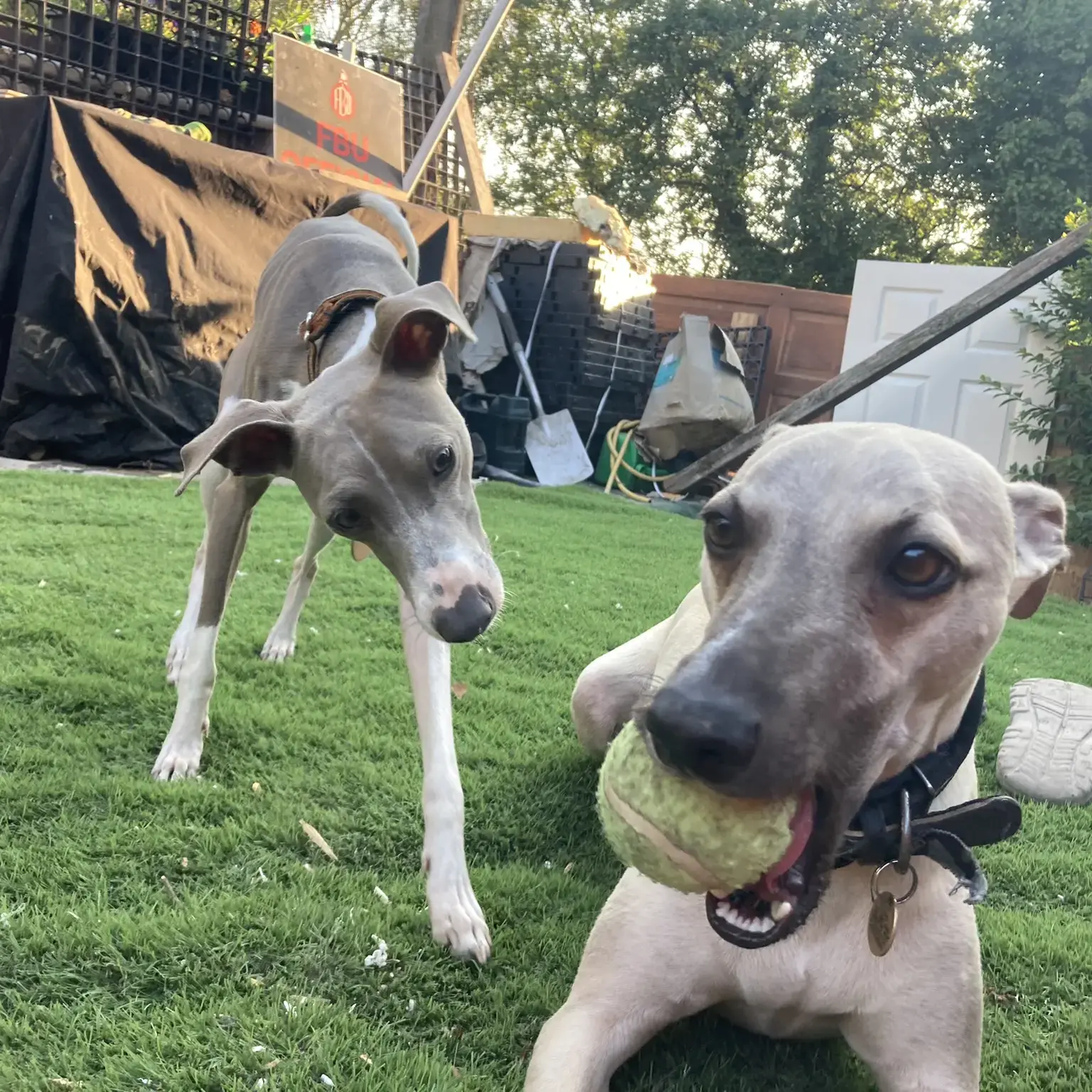 Whippet