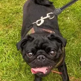 Pug