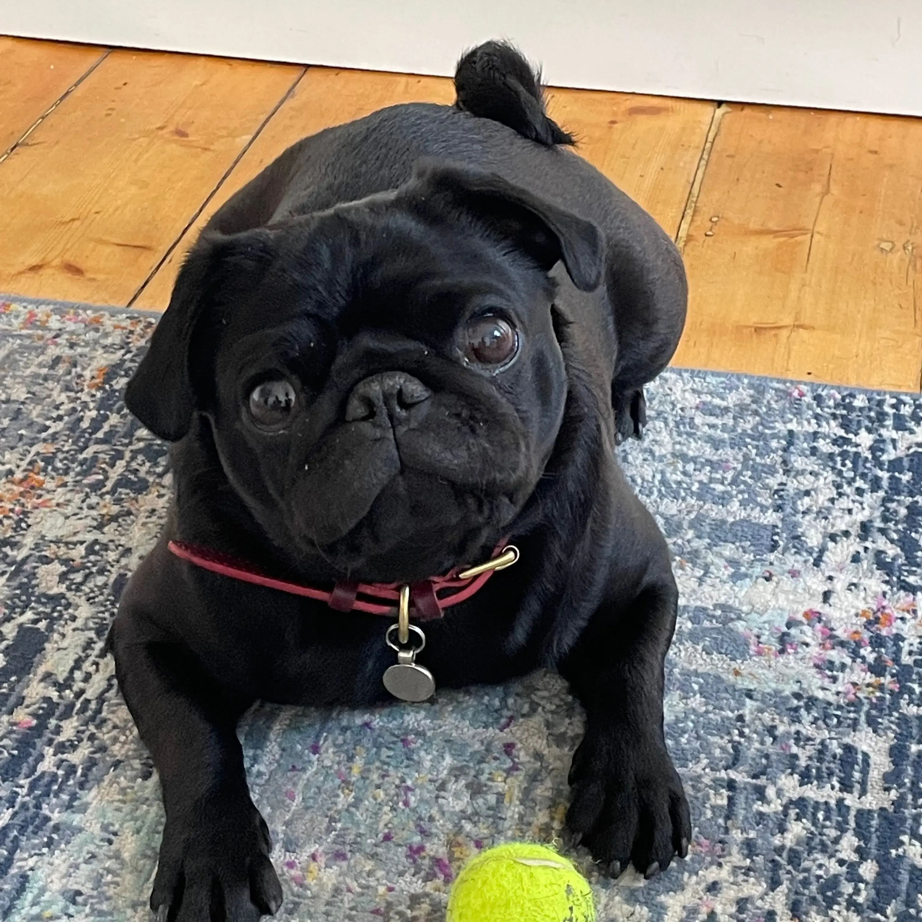 Pug