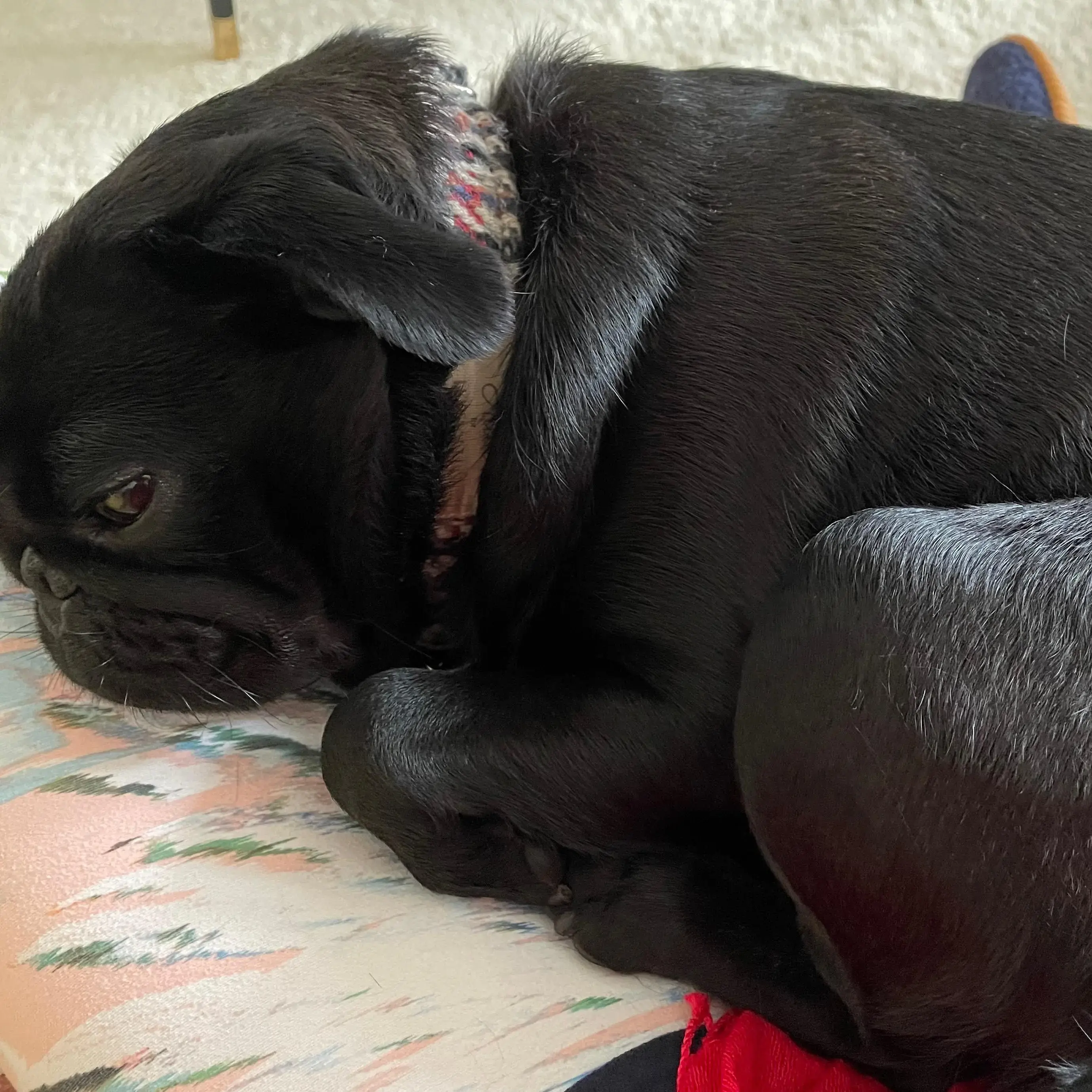 Pug