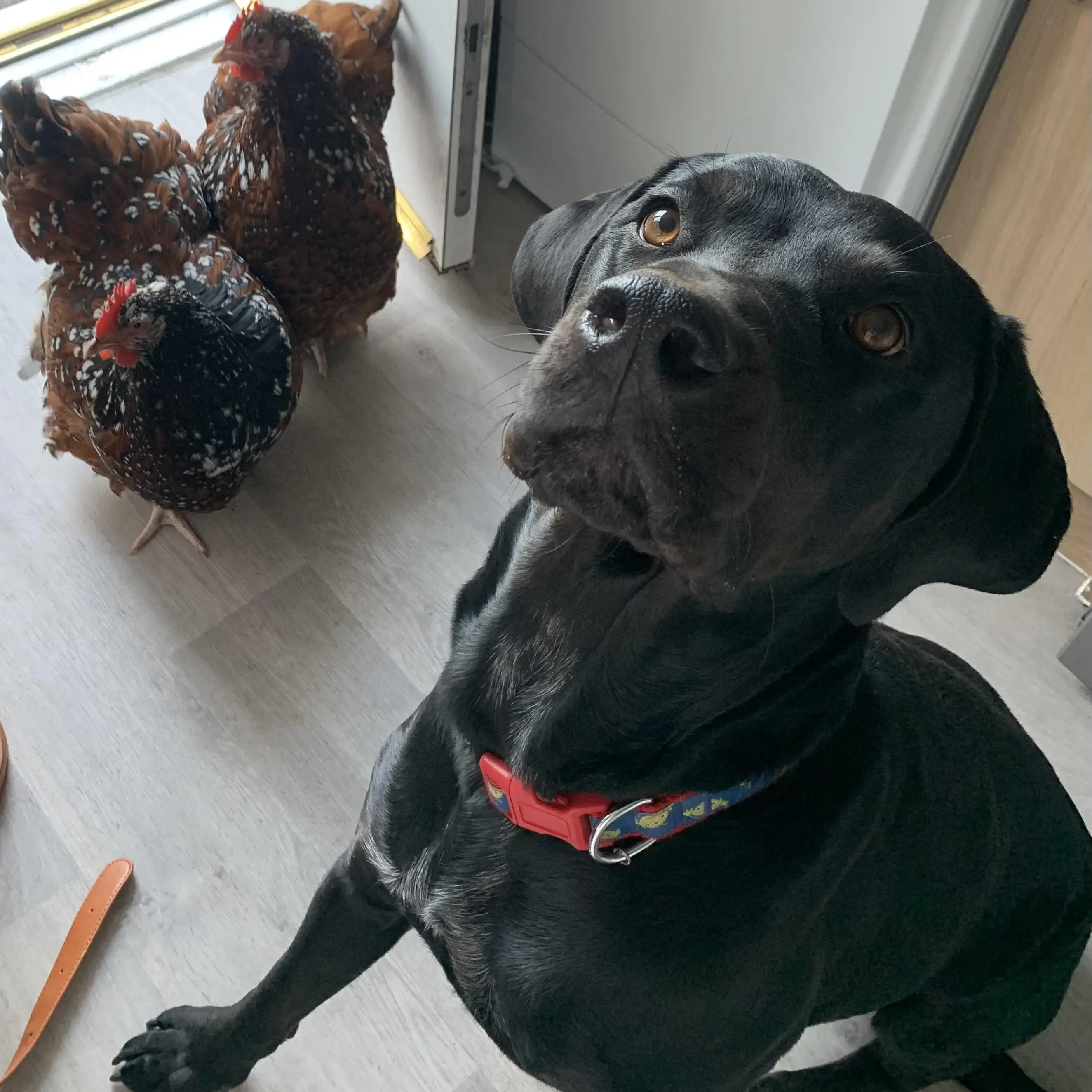 Rottweiler