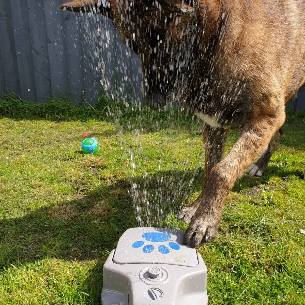 Belgian Shepherd Dog Malinois