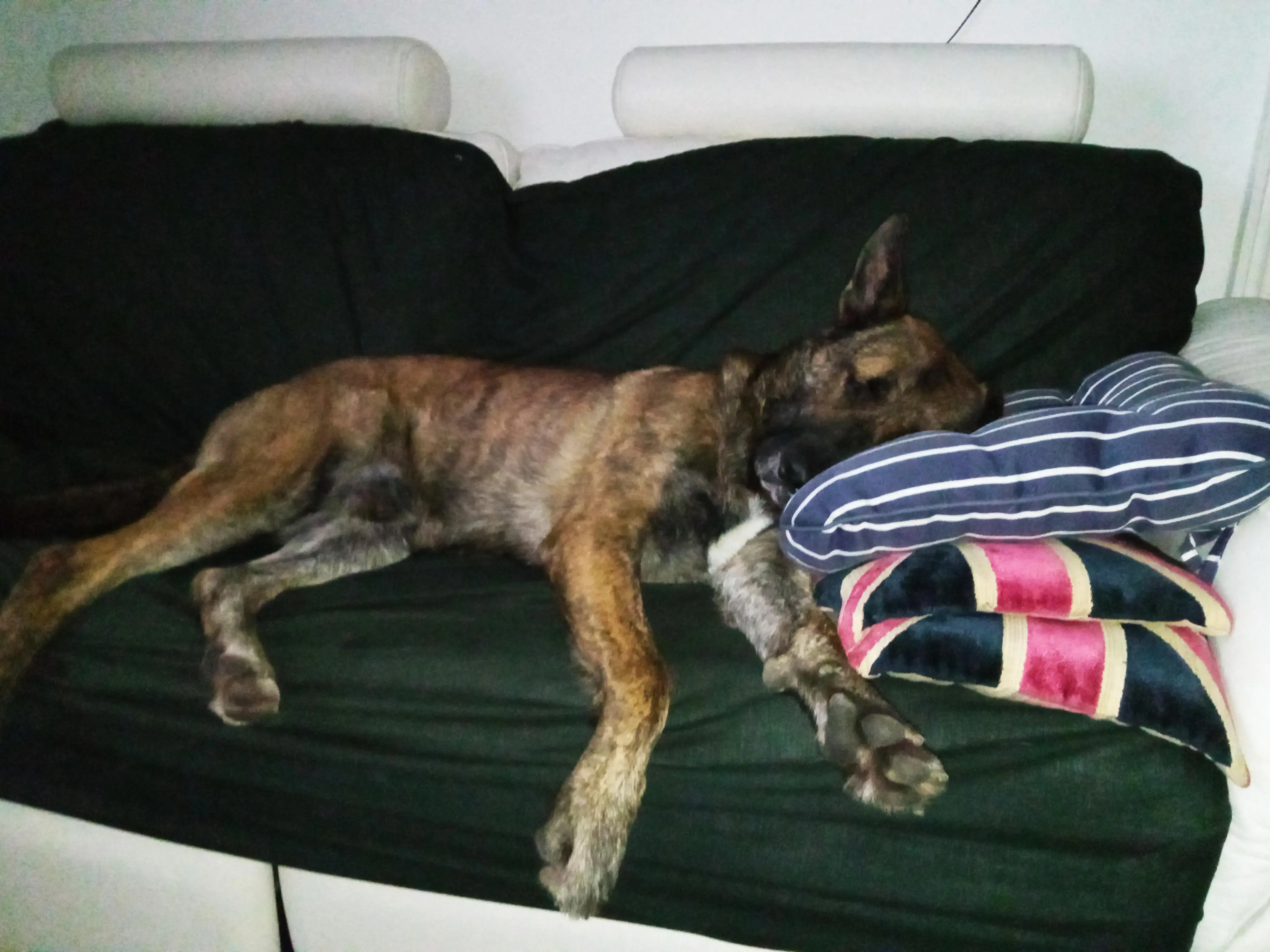 Belgian Shepherd Dog Malinois