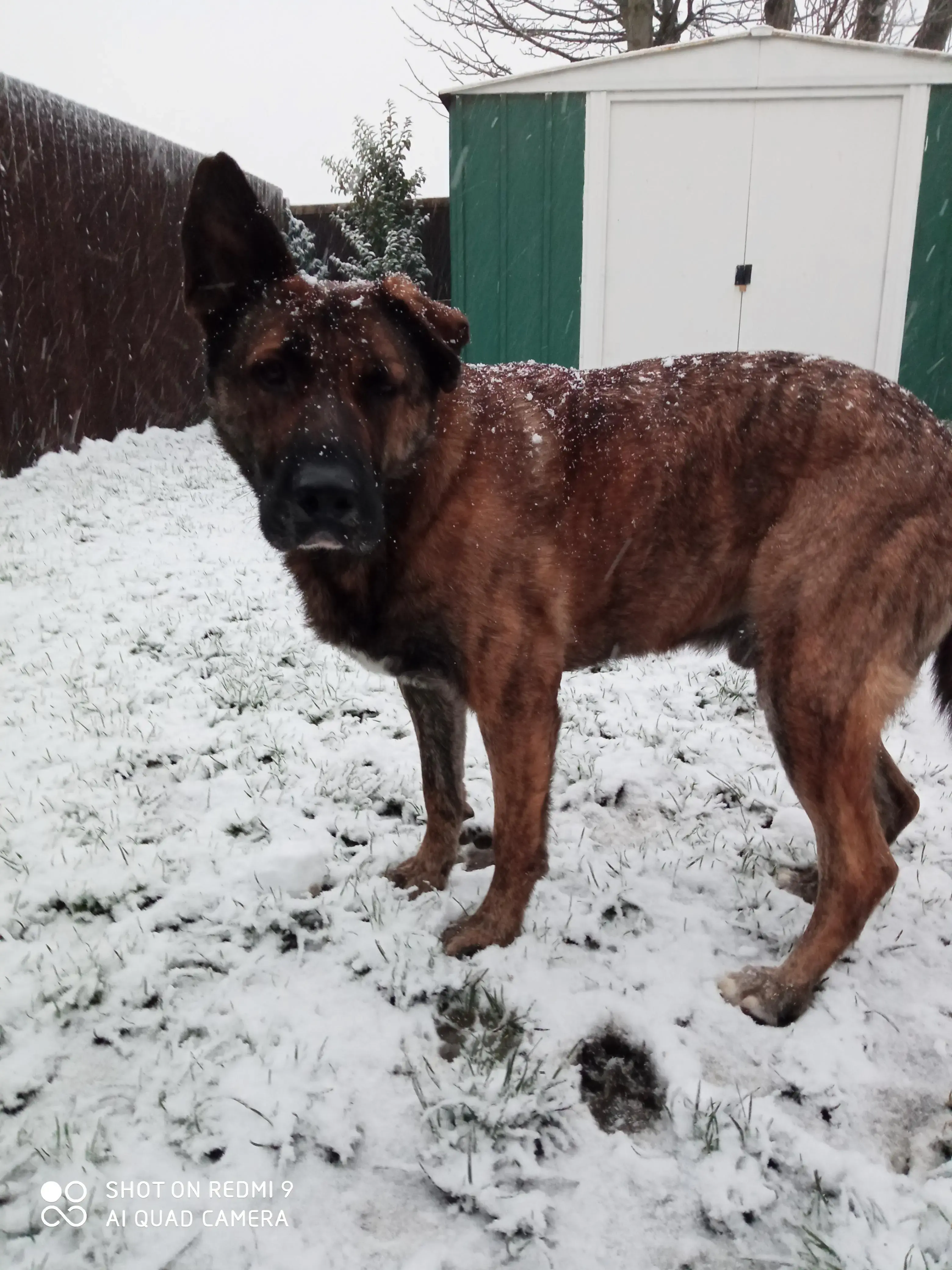 Belgian Shepherd Dog Malinois