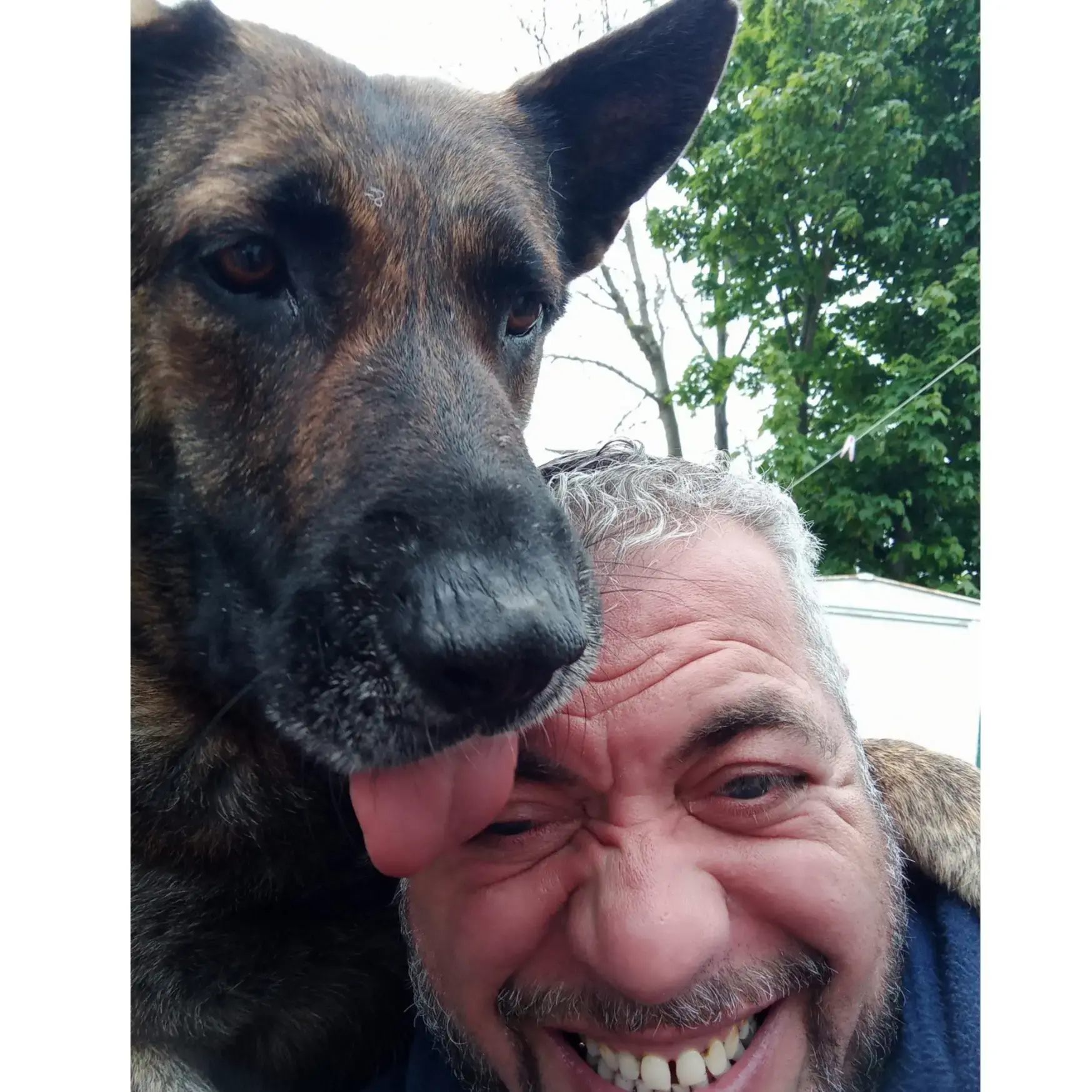 Belgian Shepherd Dog Malinois