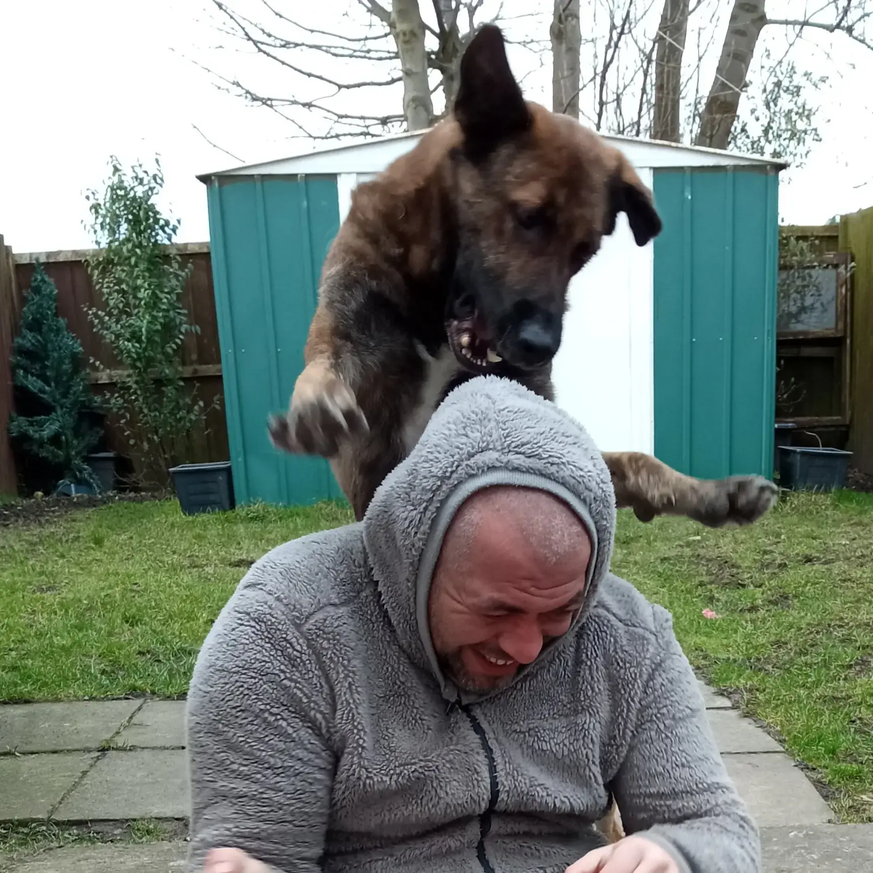 Belgian Shepherd Dog Malinois