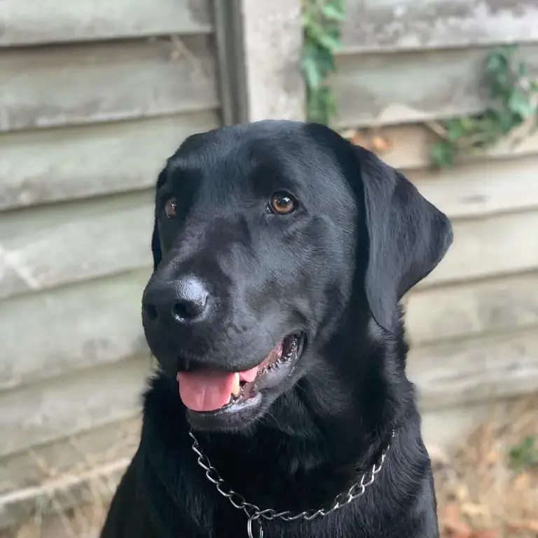 Labrador Retriever