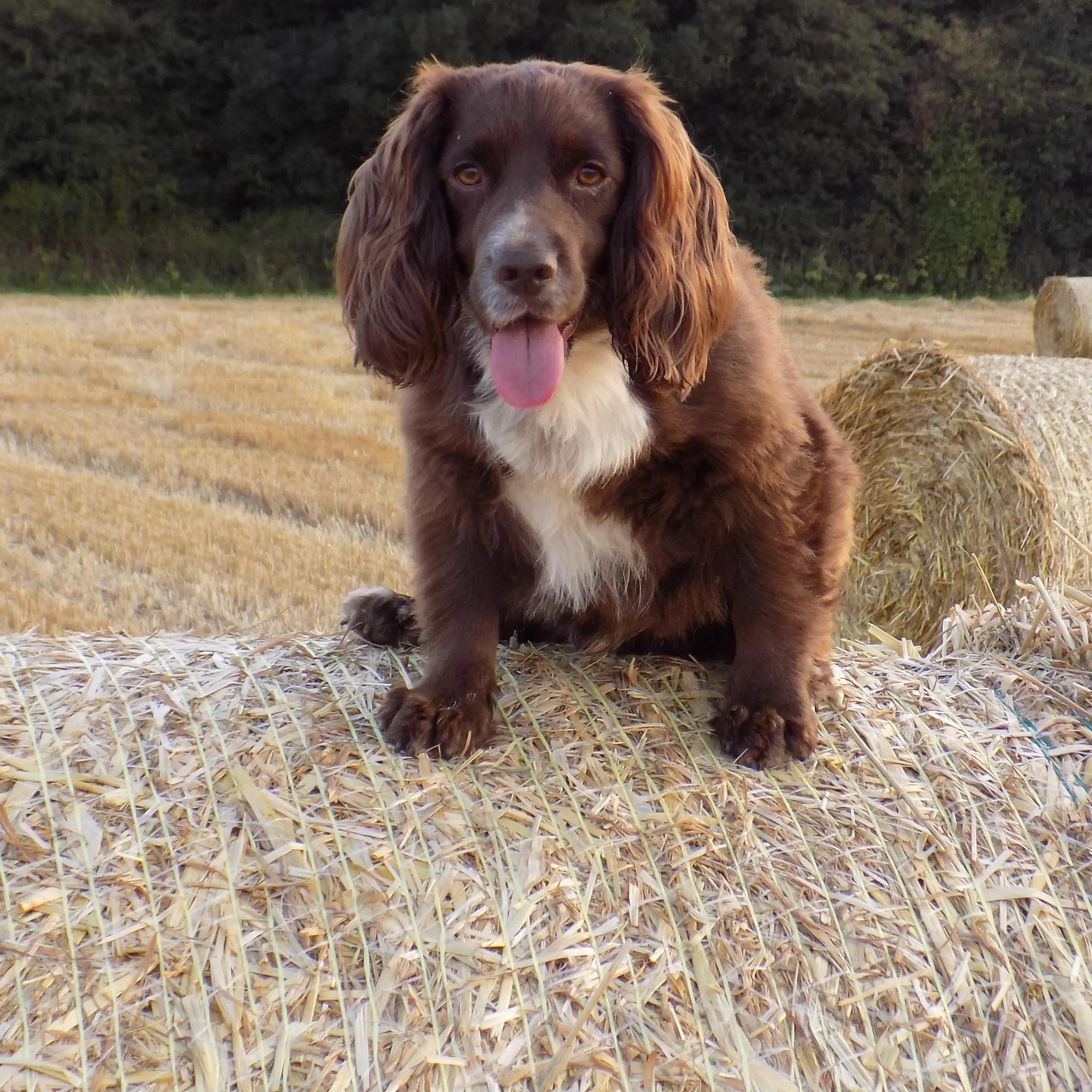 Cocker Spaniel (English)