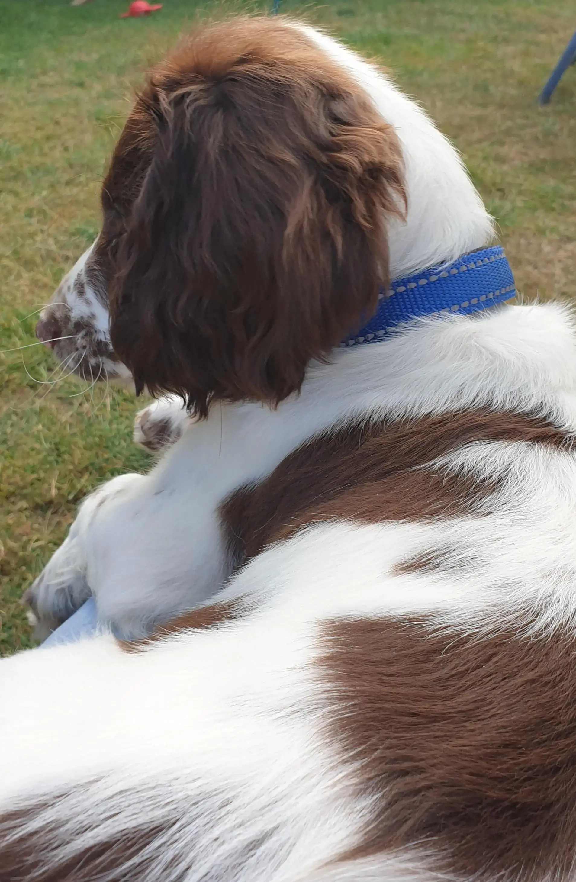 English Springer Spaniel