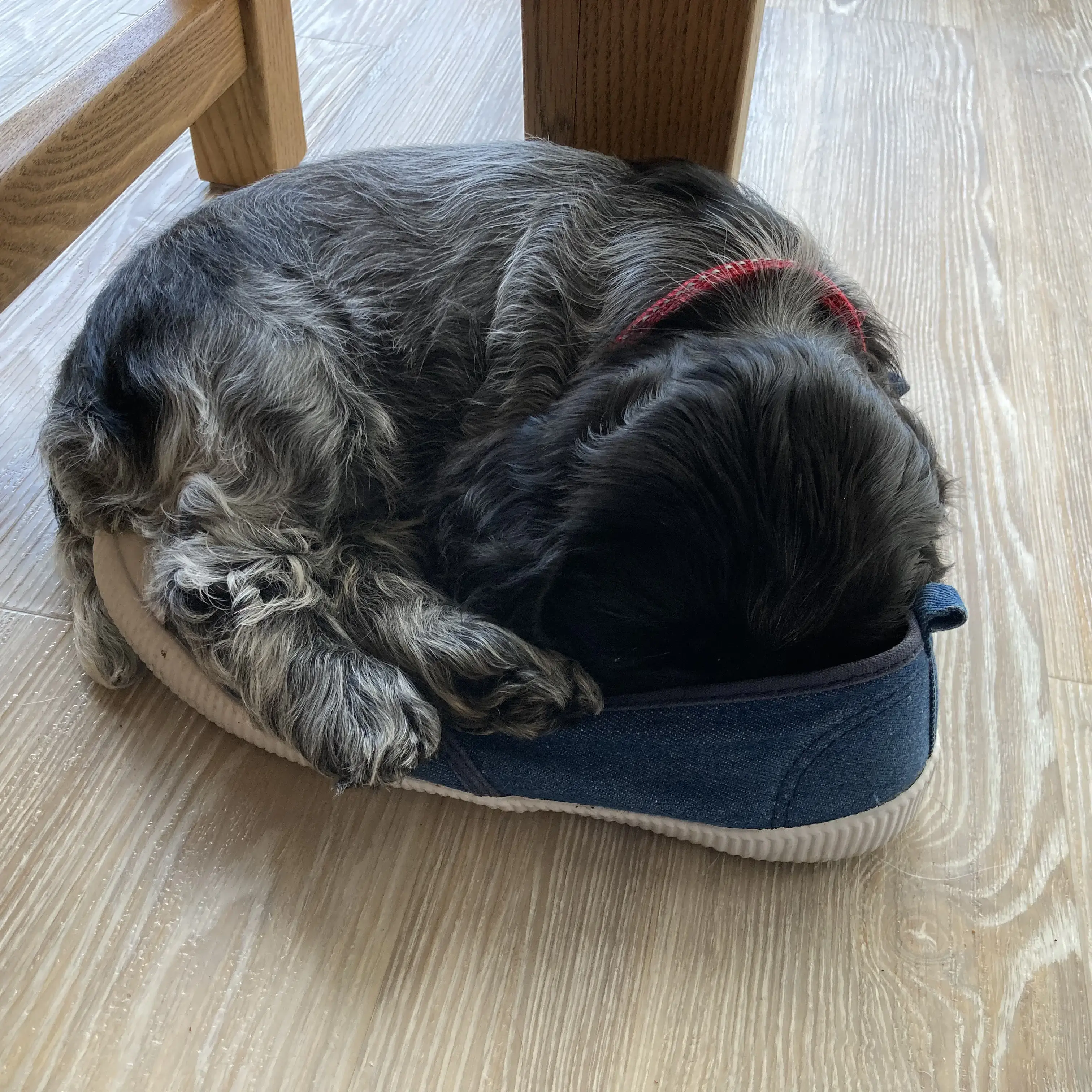 Cocker Spaniel (English)