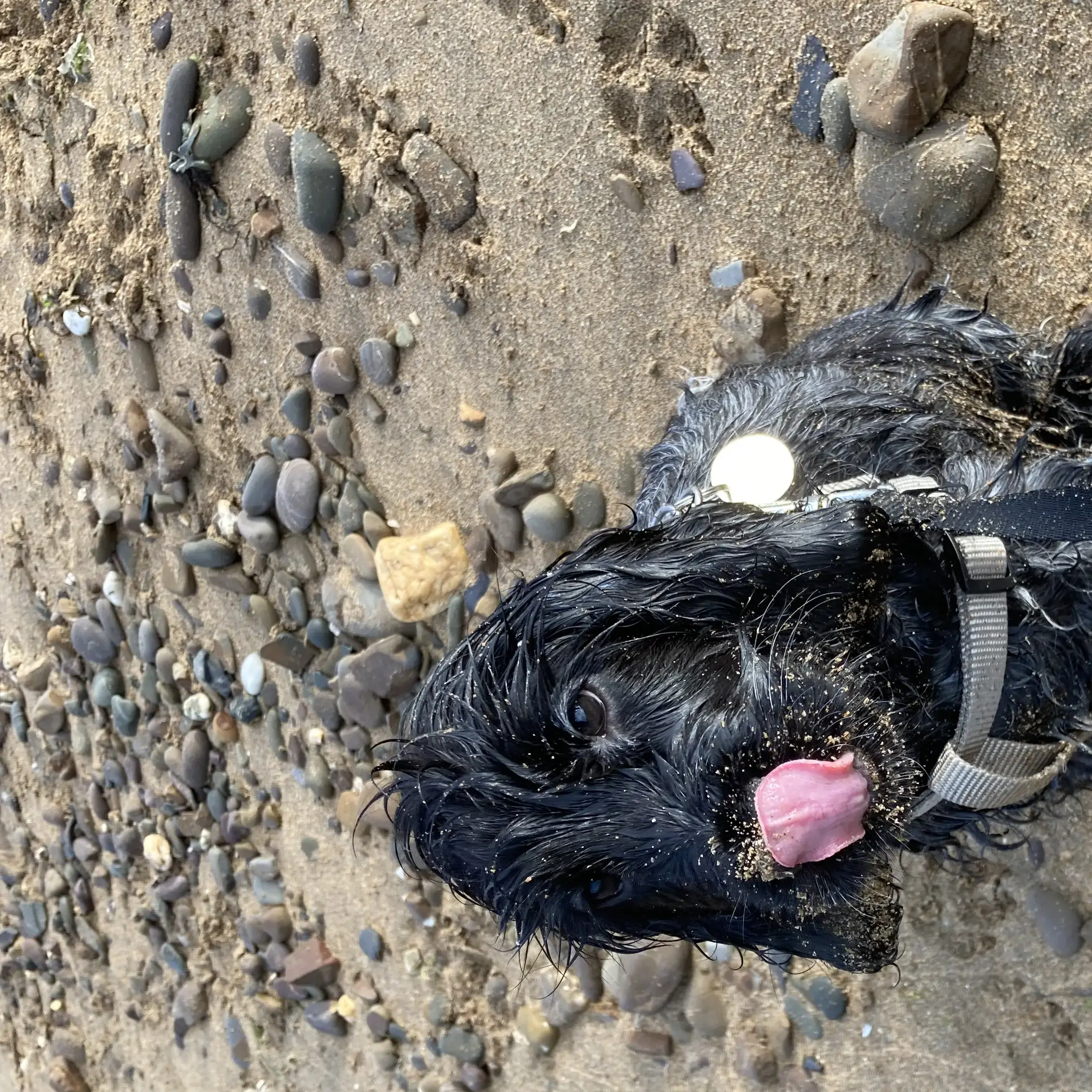 Cocker Spaniel (English)