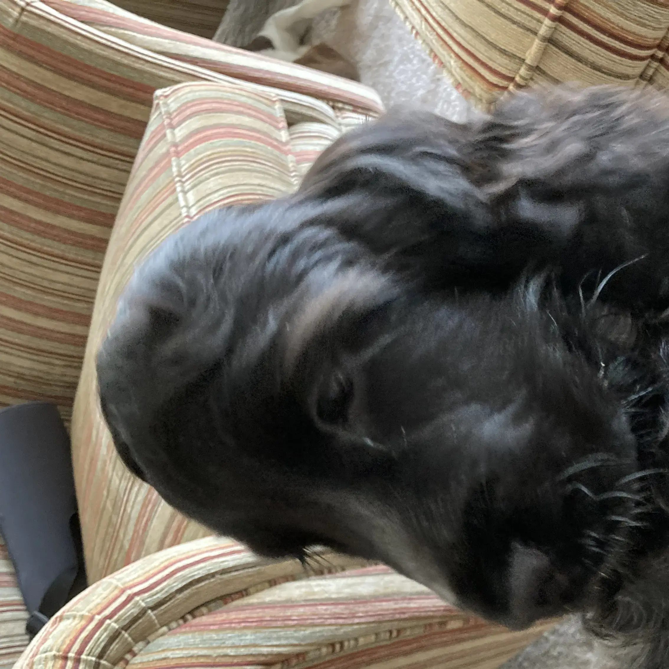 Cocker Spaniel (English)