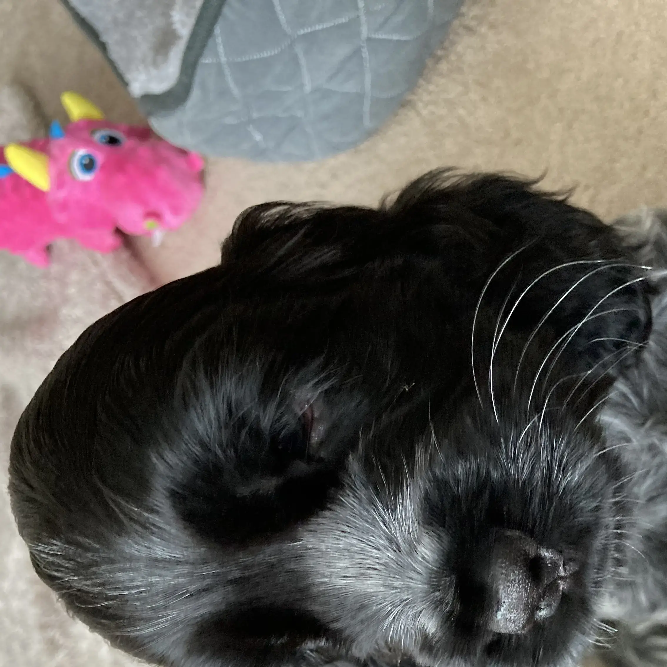 Cocker Spaniel (English)