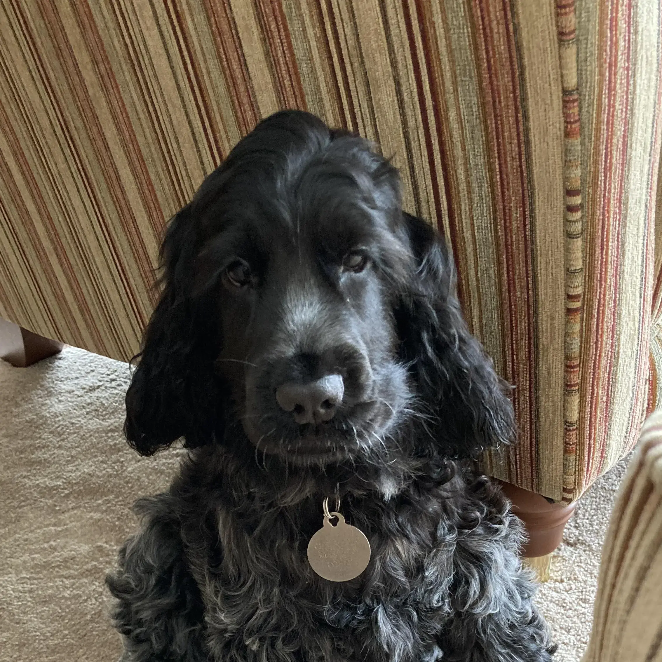 Cocker Spaniel (English)