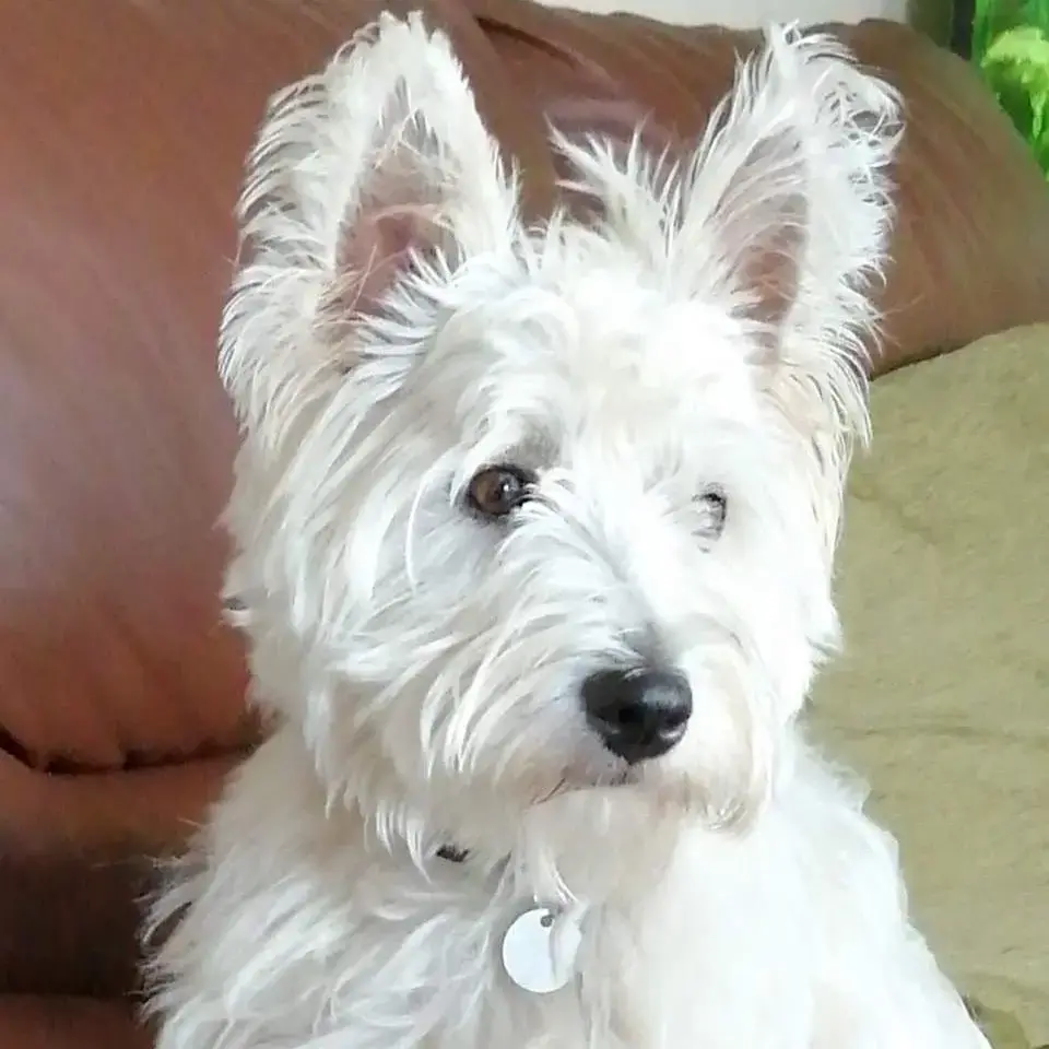 West Highland White Terrier