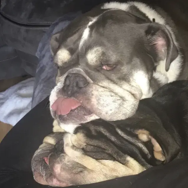 Bulldog
