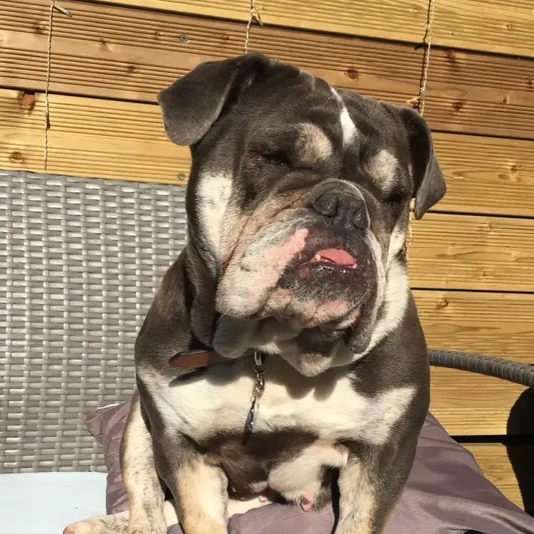 Bulldog