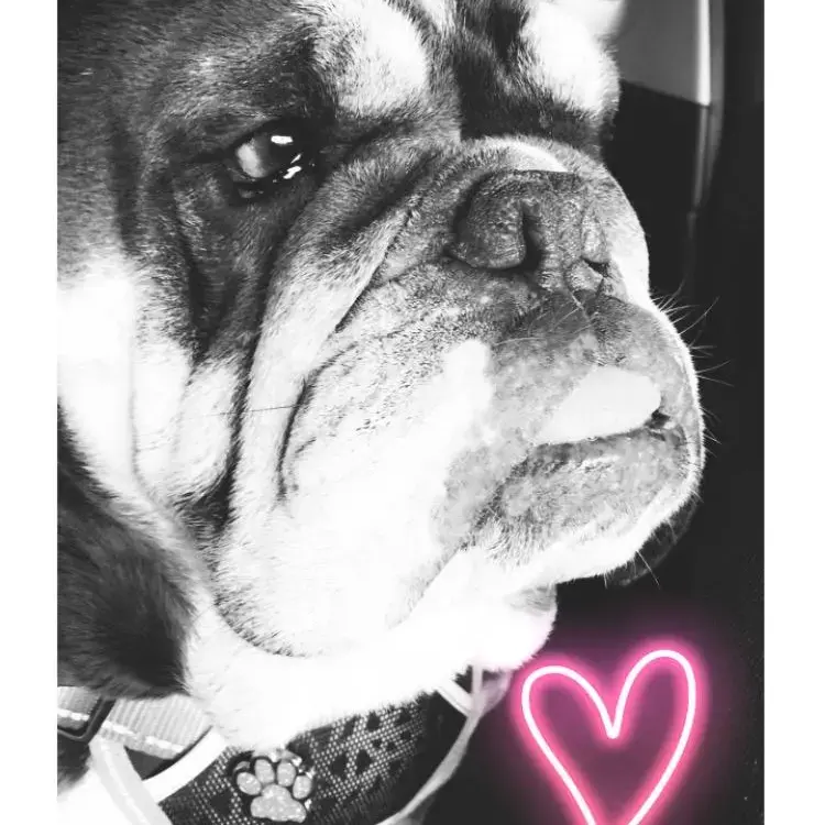 Bulldog