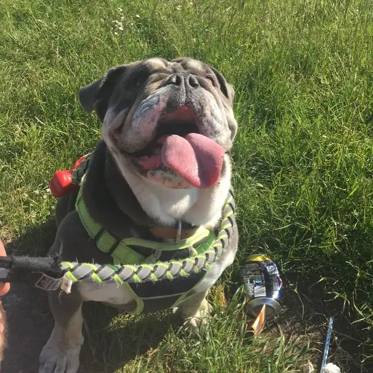 Bulldog