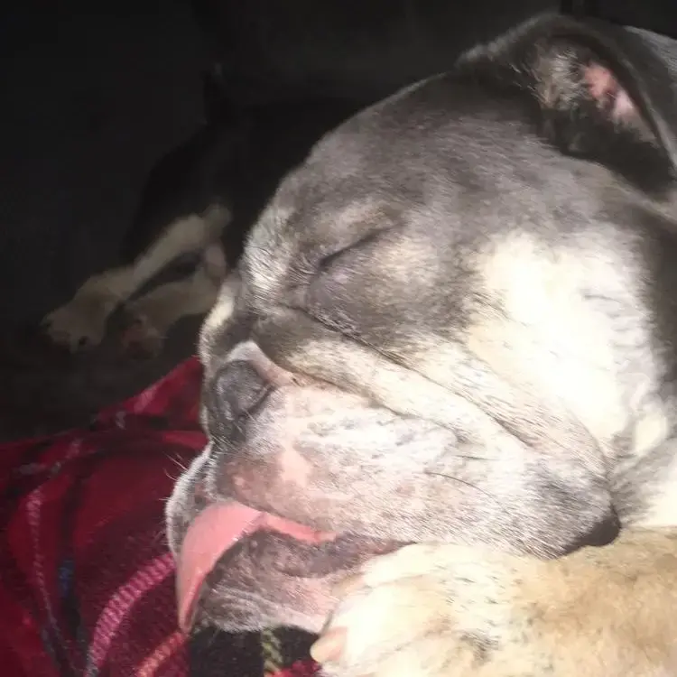 Bulldog