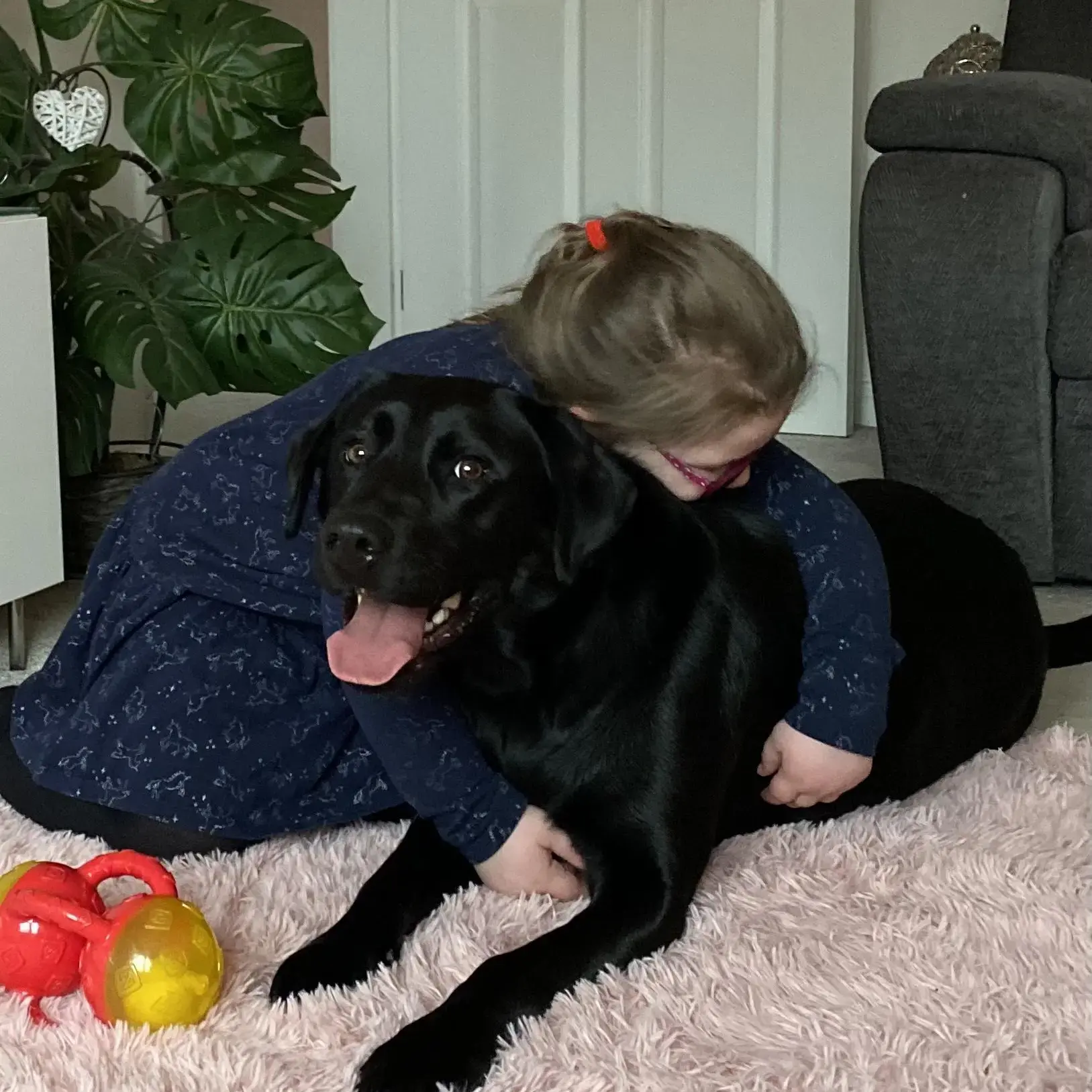 Labrador Retriever