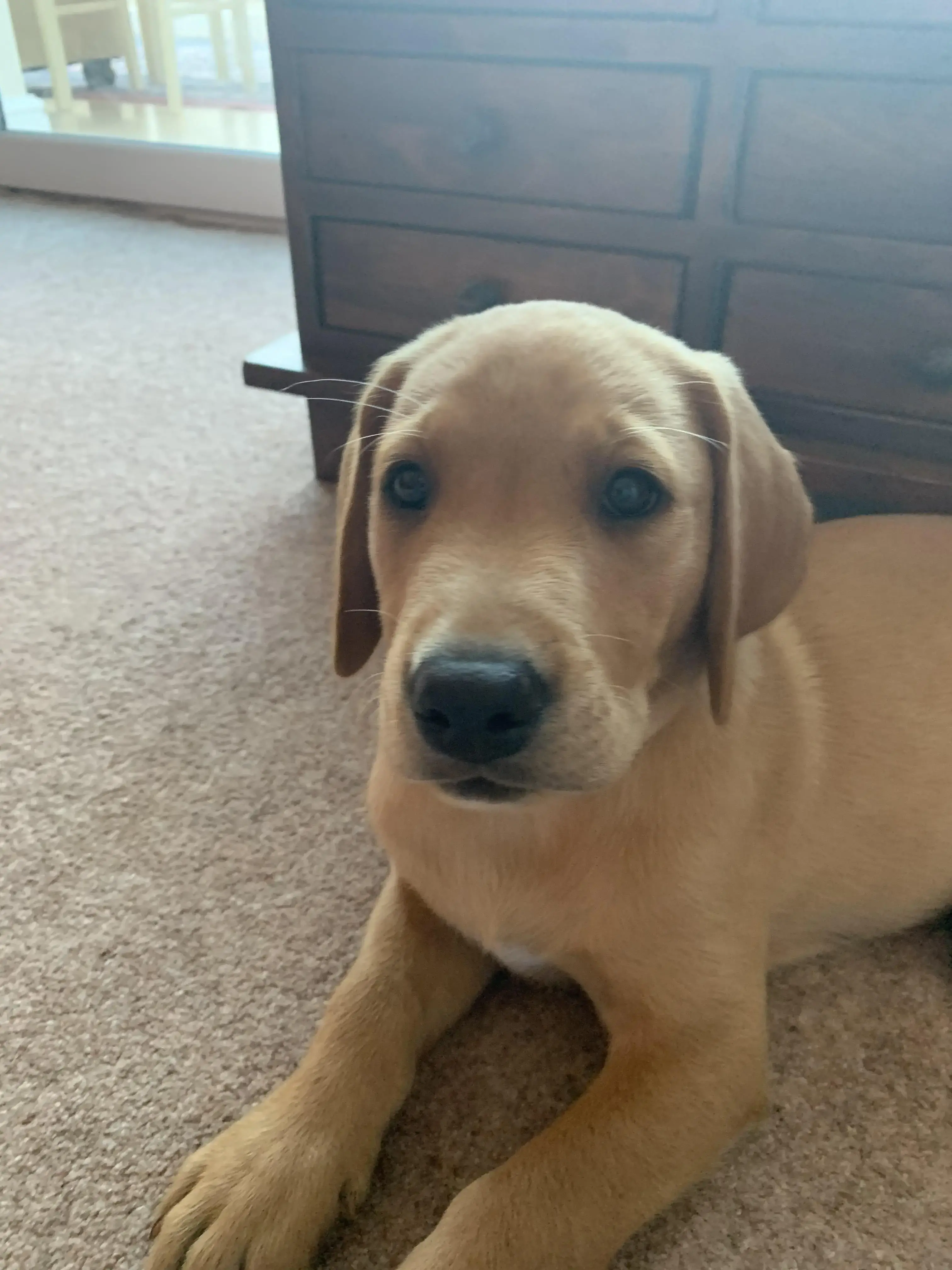 Labrador Retriever