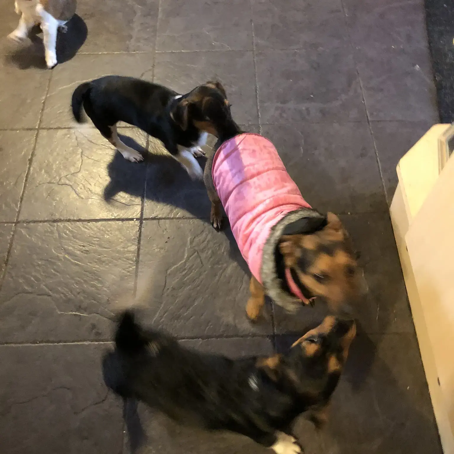 Jack Russell Terrier