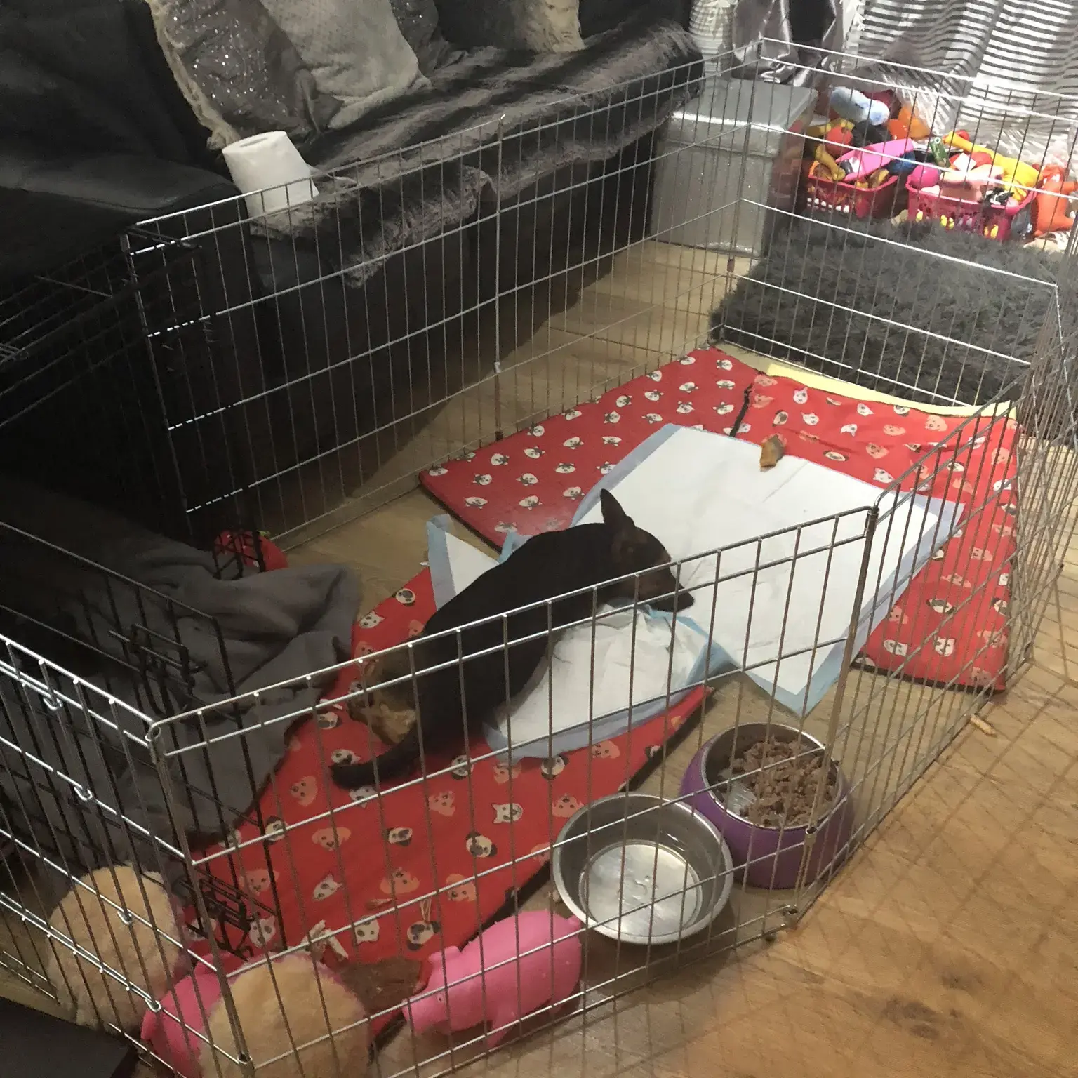 Jack Russell Terrier