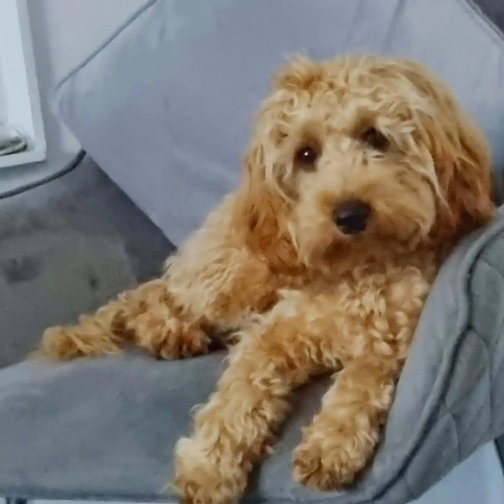 Cockapoo