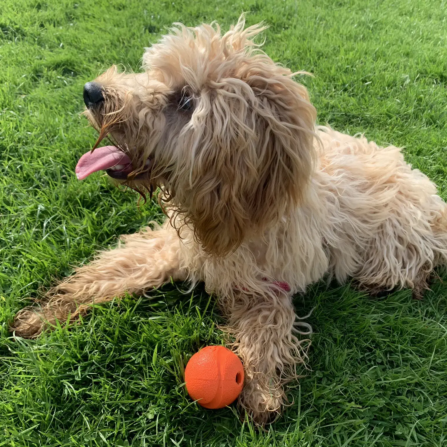 Cockapoo