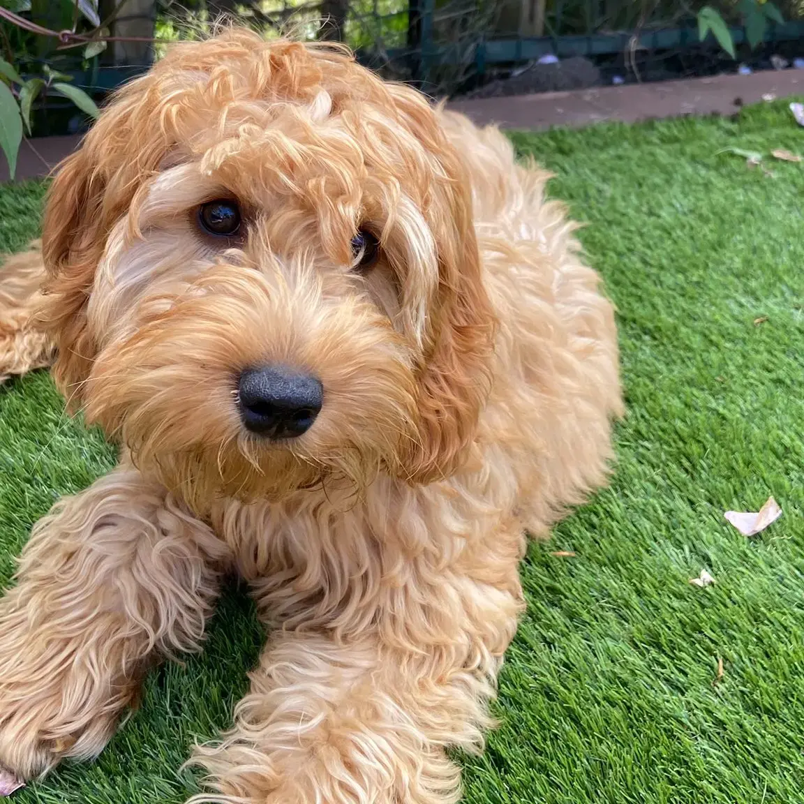 Cockapoo