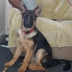 German Shepherd Dog