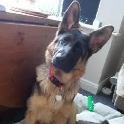 German Shepherd Dog