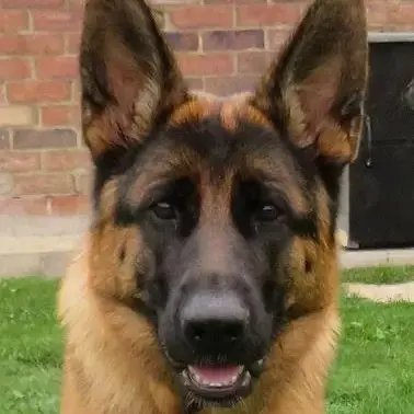 German Shepherd Dog