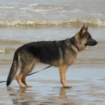 German Shepherd Dog