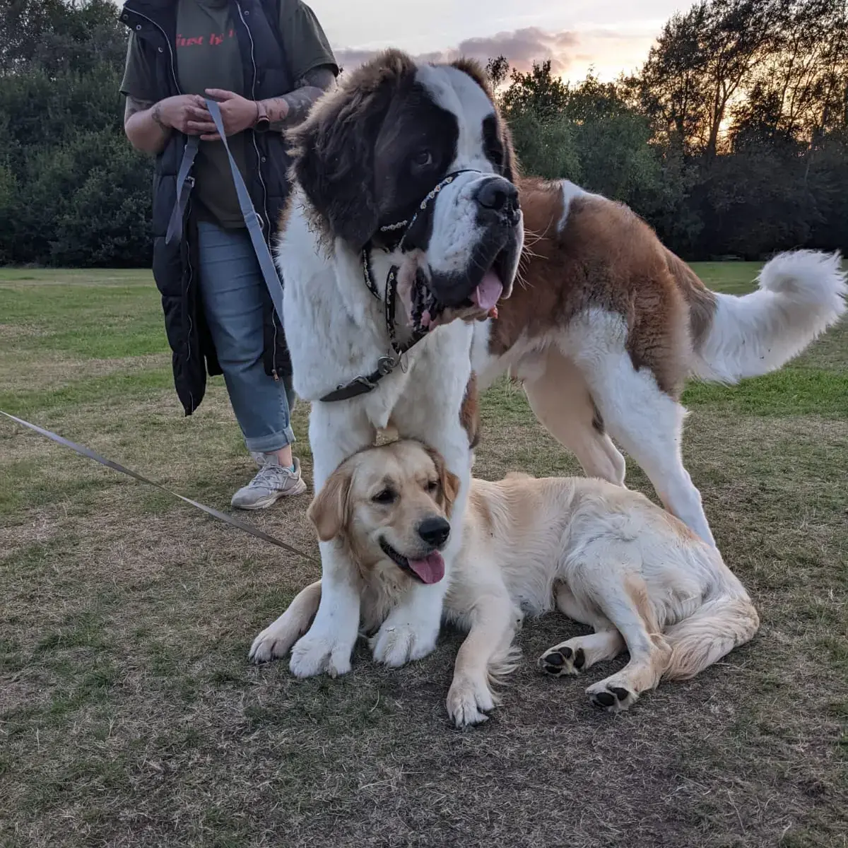 St. Bernard