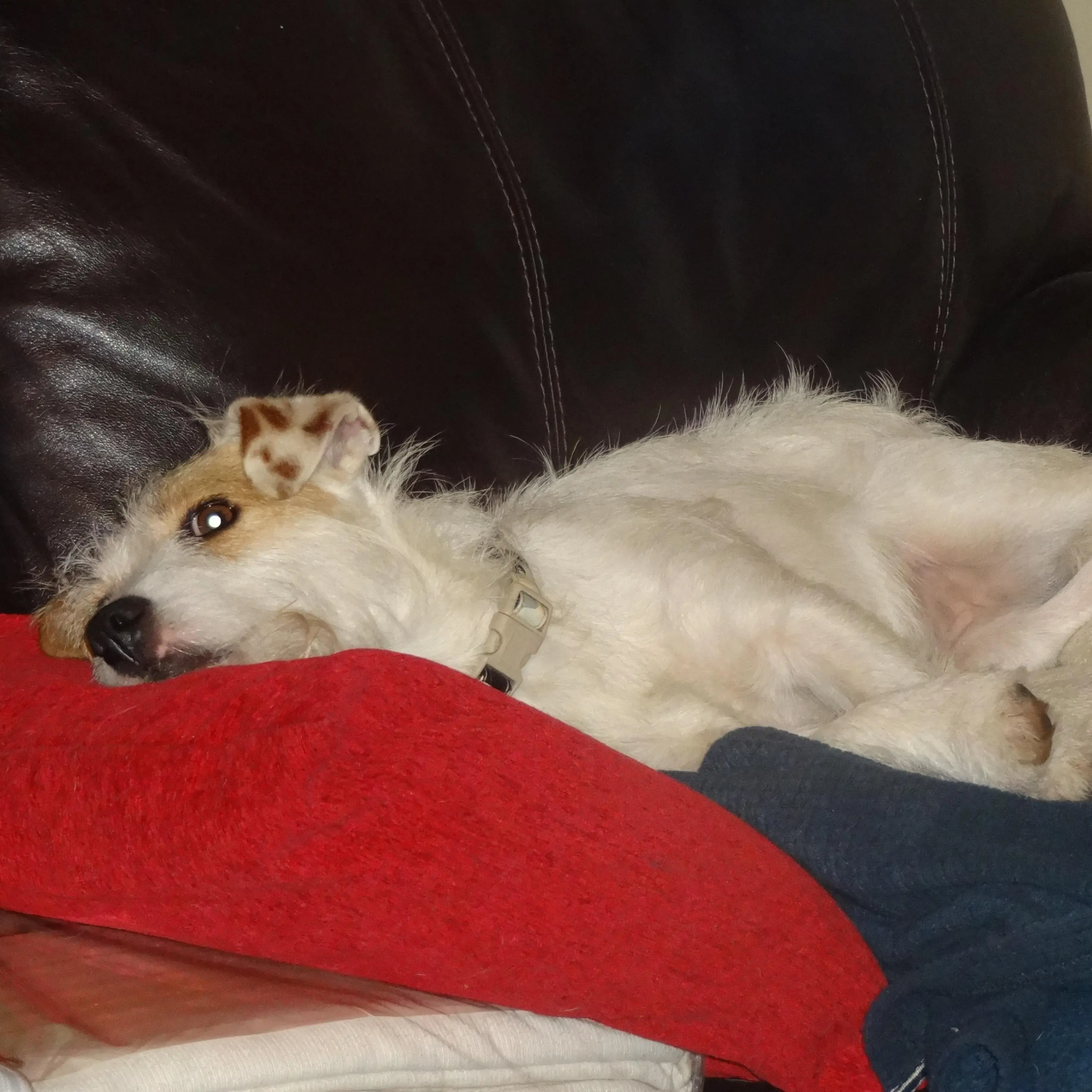 Jack Russell Terrier