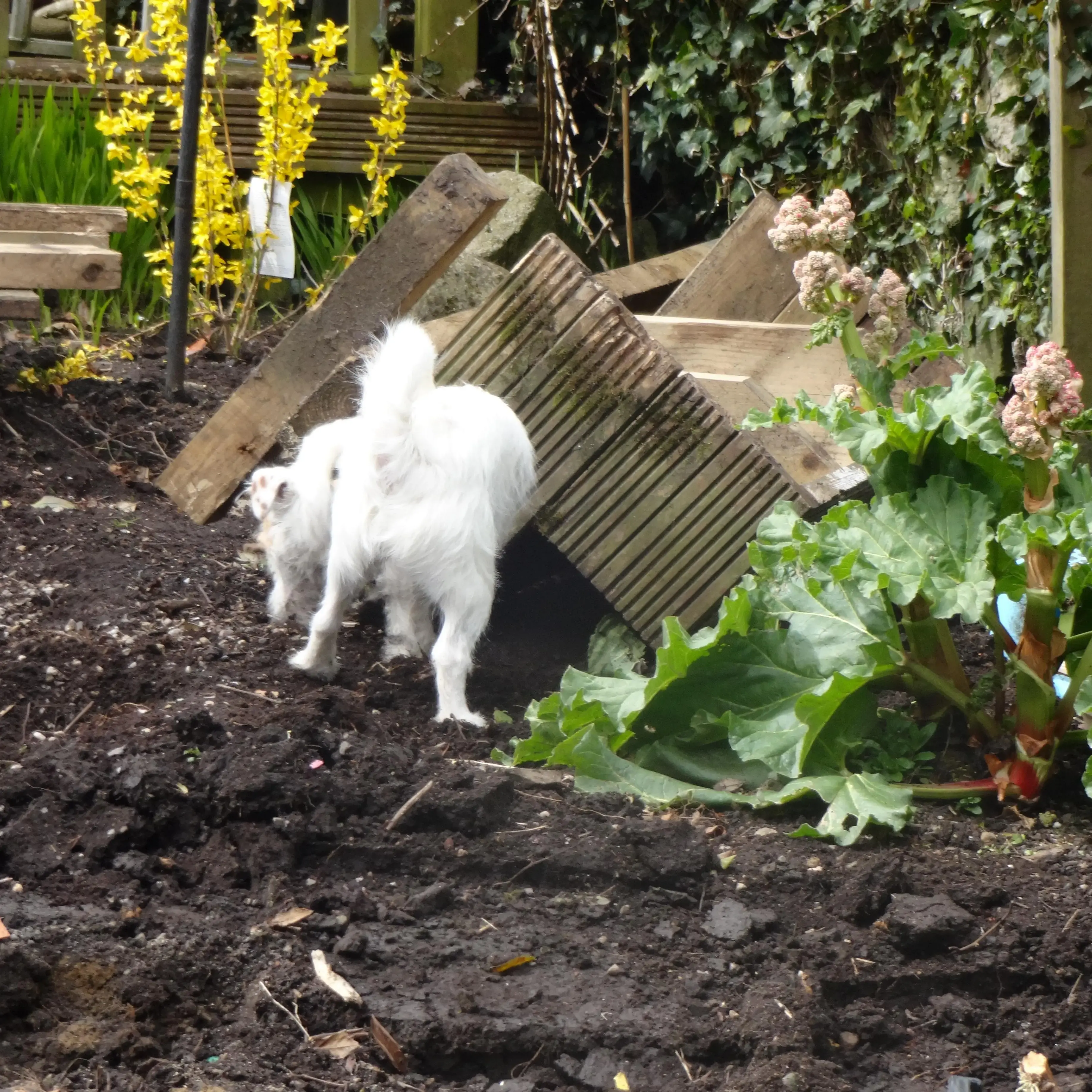 Jack Russell Terrier