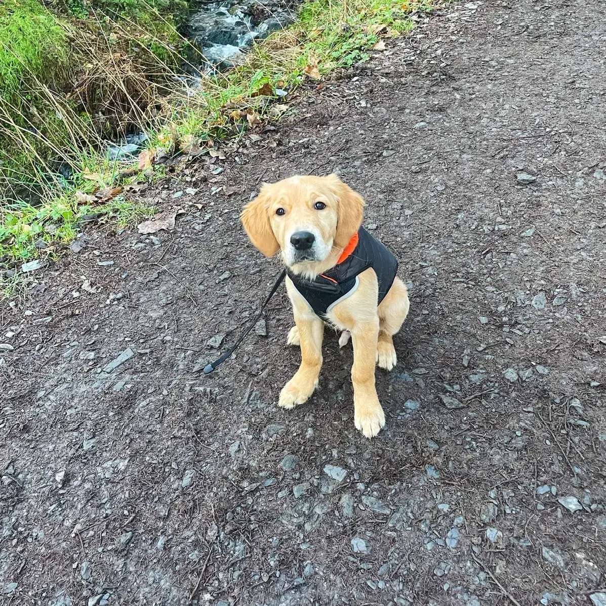 Golden Retriever