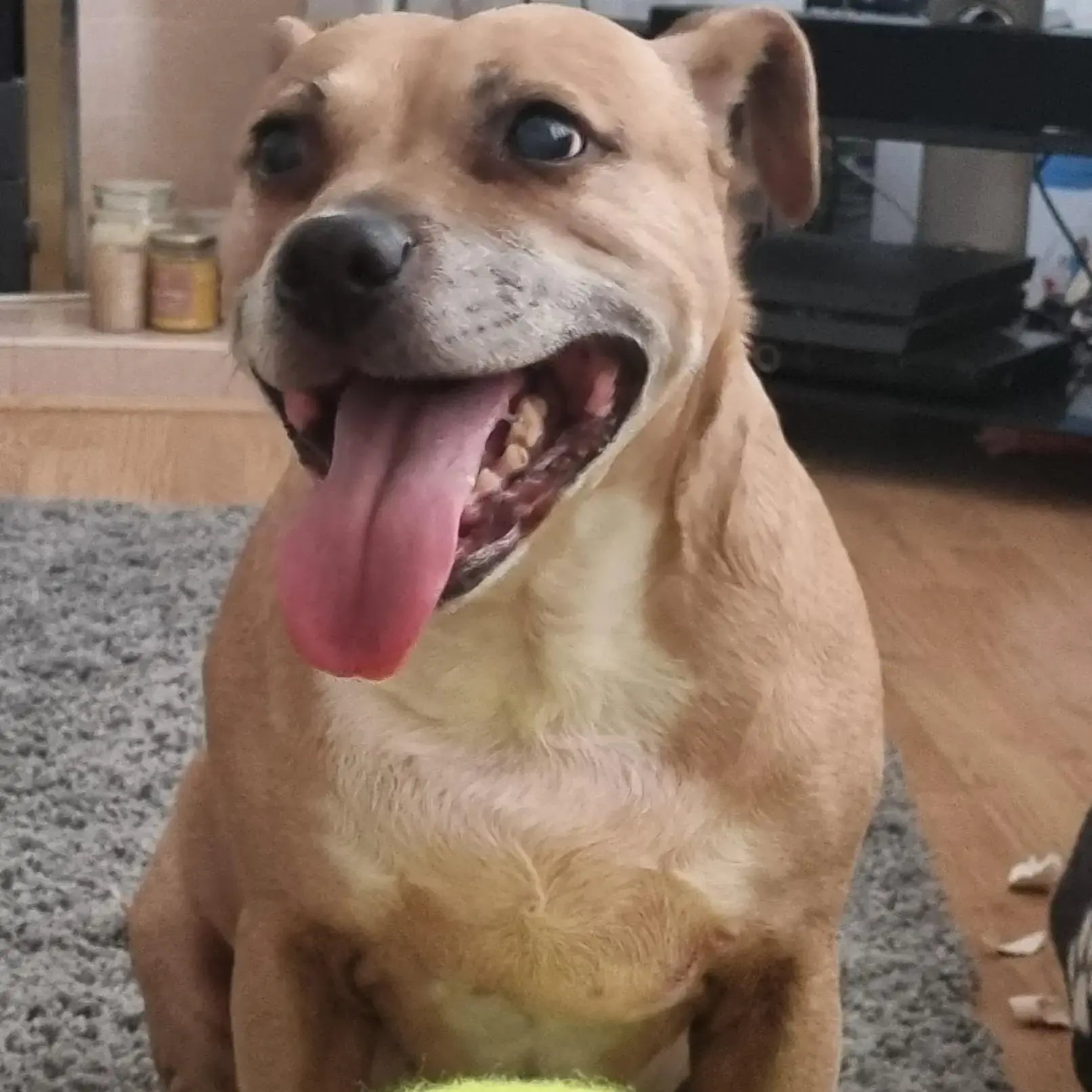 Staffordshire Bull Terrier