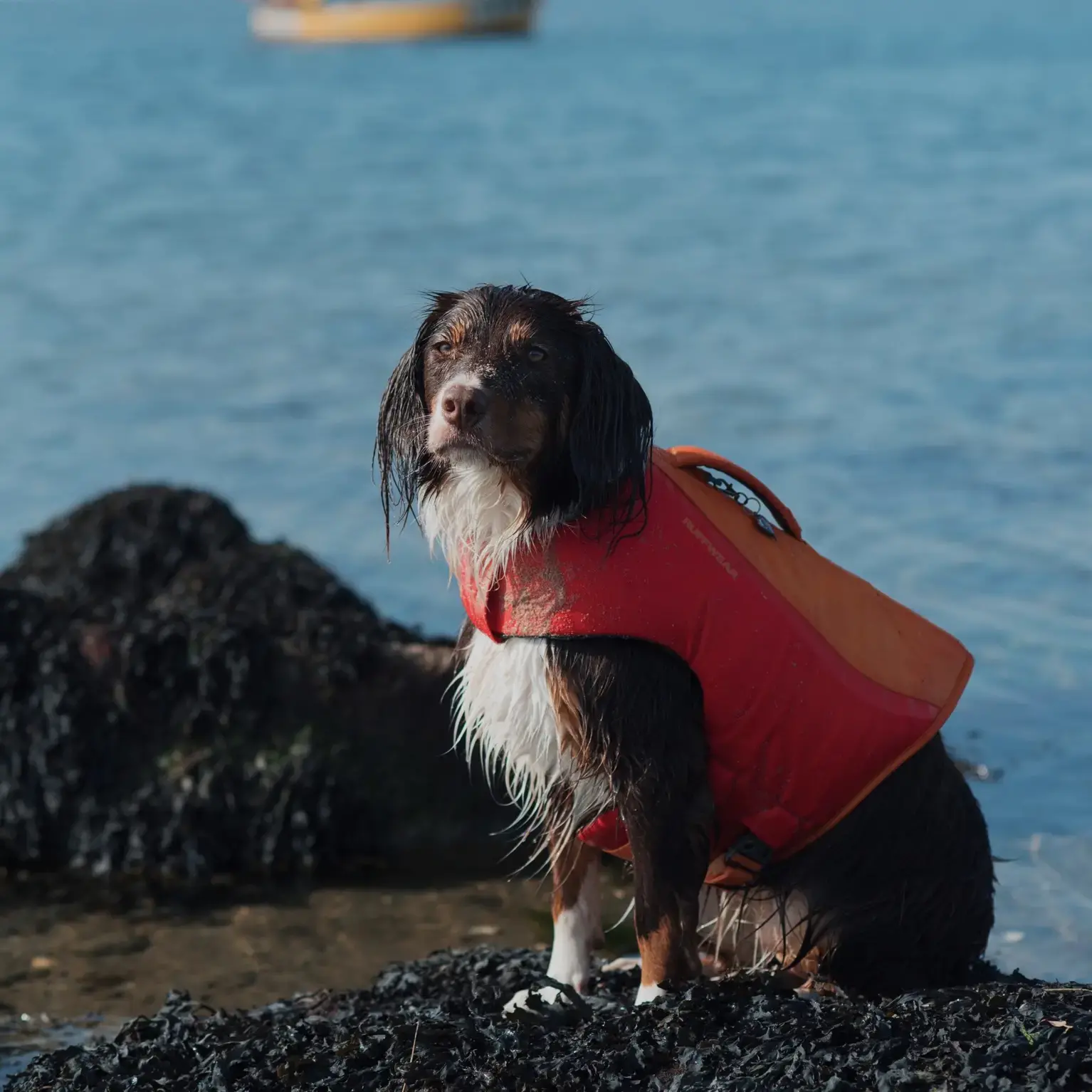 English Springer Spaniel