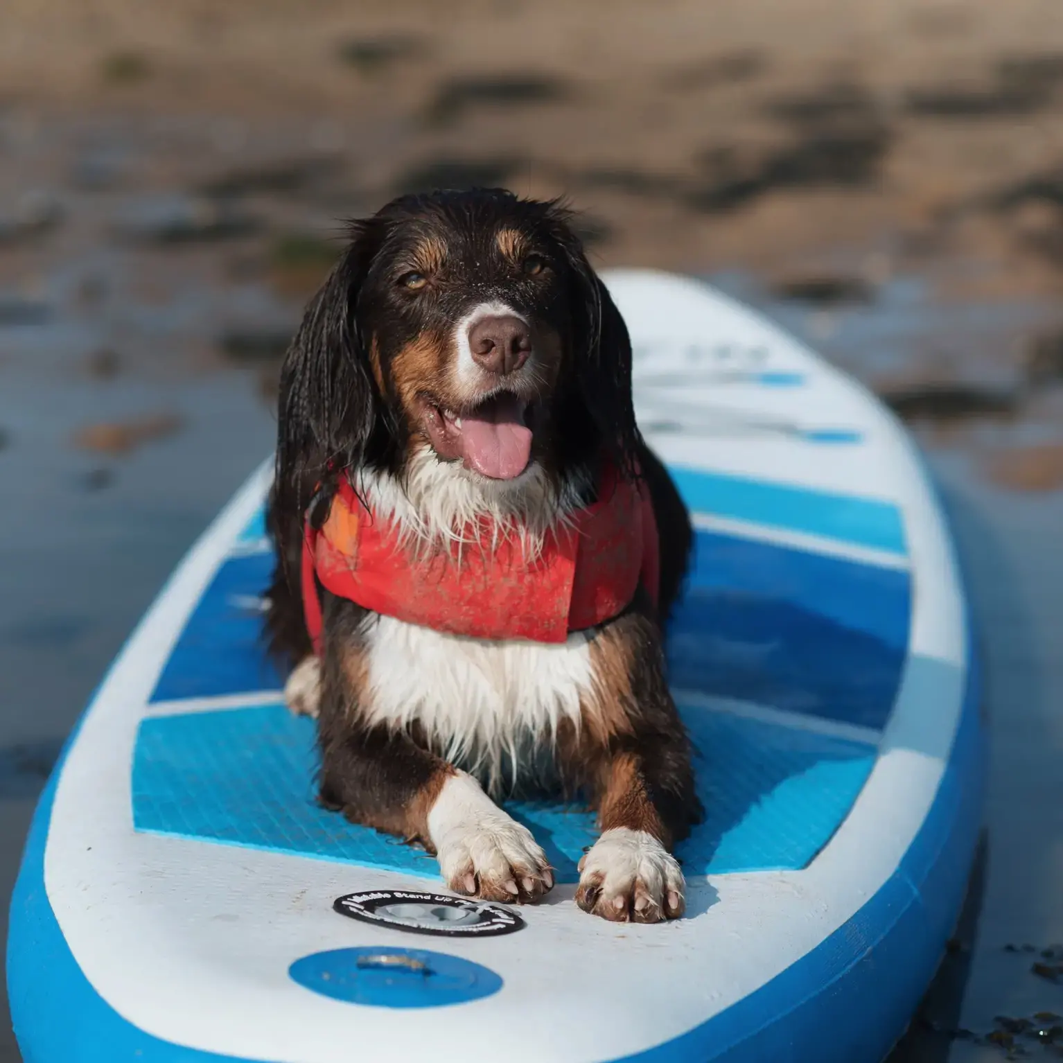 English Springer Spaniel