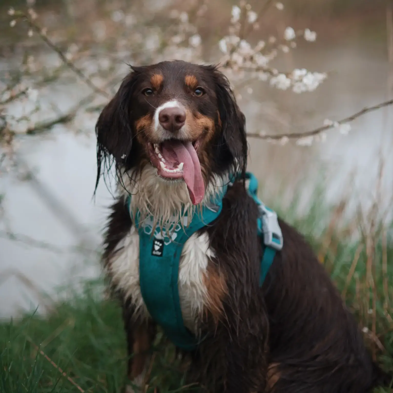 English Springer Spaniel