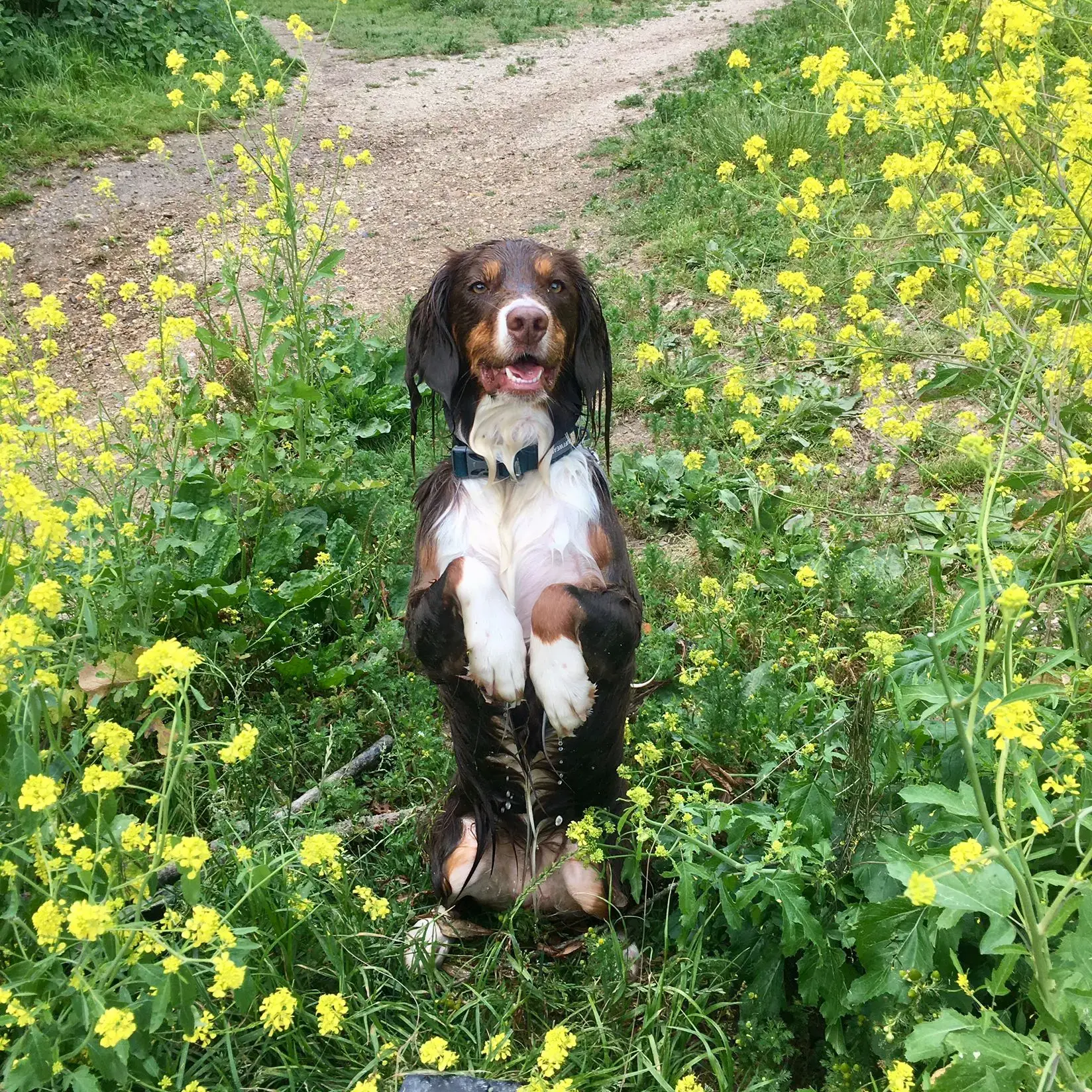 English Springer Spaniel