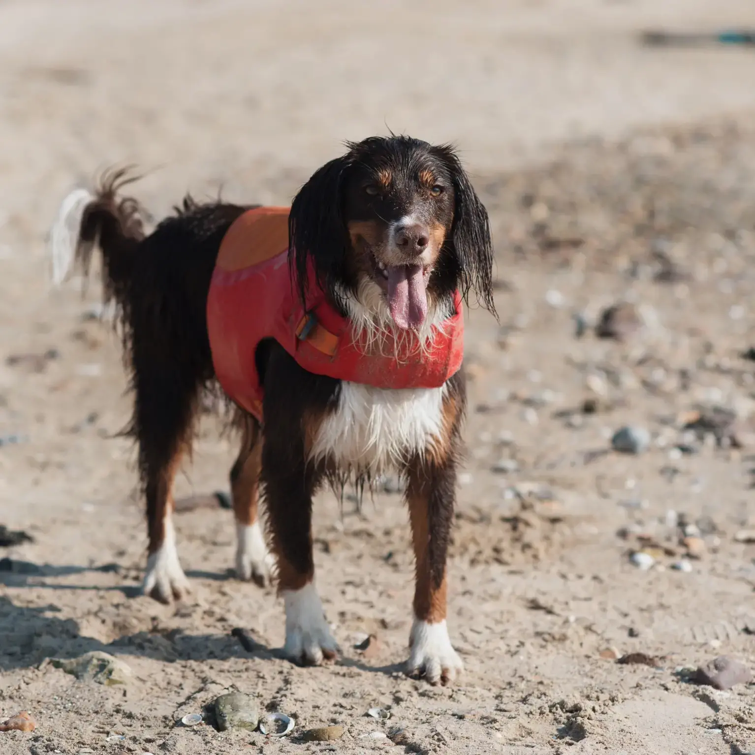English Springer Spaniel
